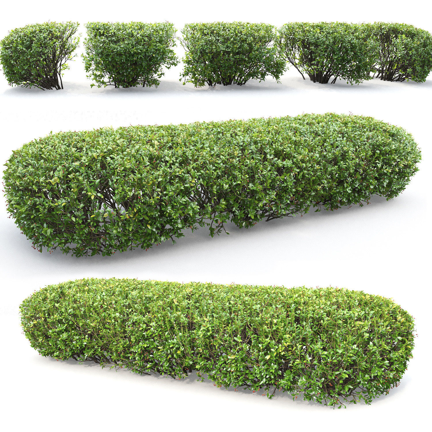Cotoneaster lucidus hedge 01 3D model_2