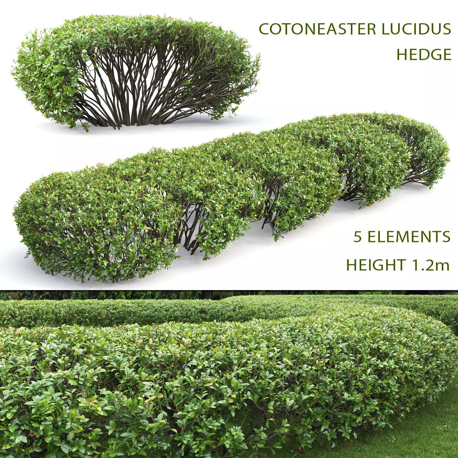 Cotoneaster lucidus hedge 01 3D model_0