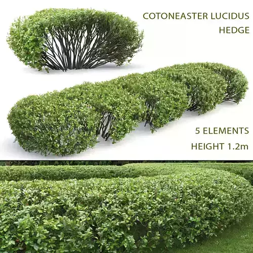 Cotoneaster lucidus hedge 01 3D model