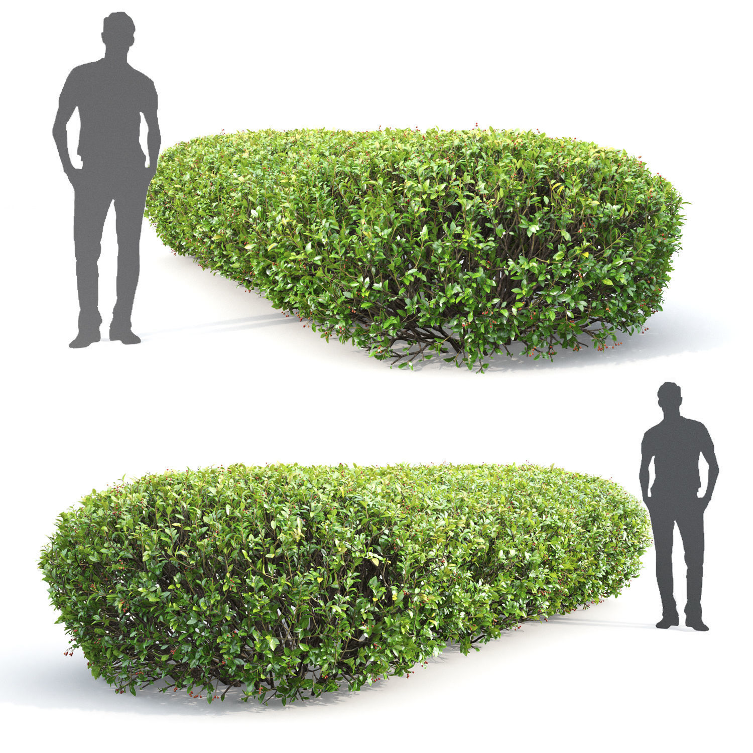 Cotoneaster lucidus hedge 01 3D model_1