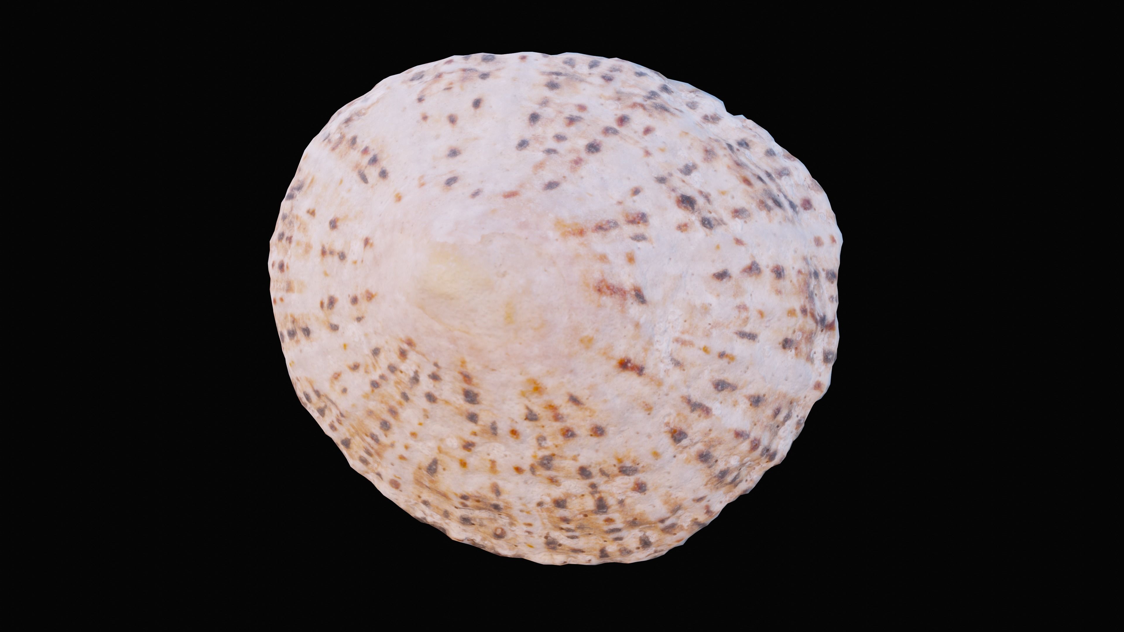 Limpet Sea Shell Low-poly 3D model_10