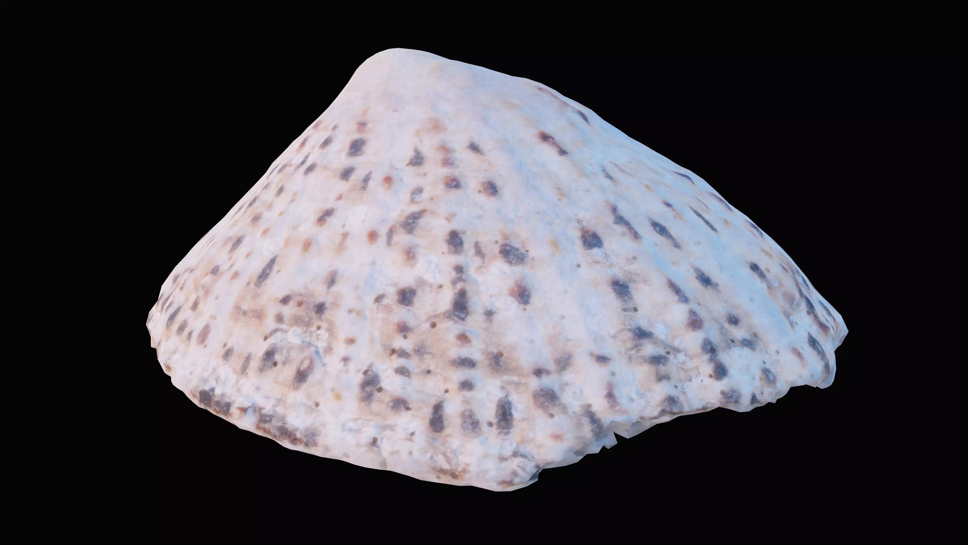 Limpet Sea Shell Low-poly 3D model_0