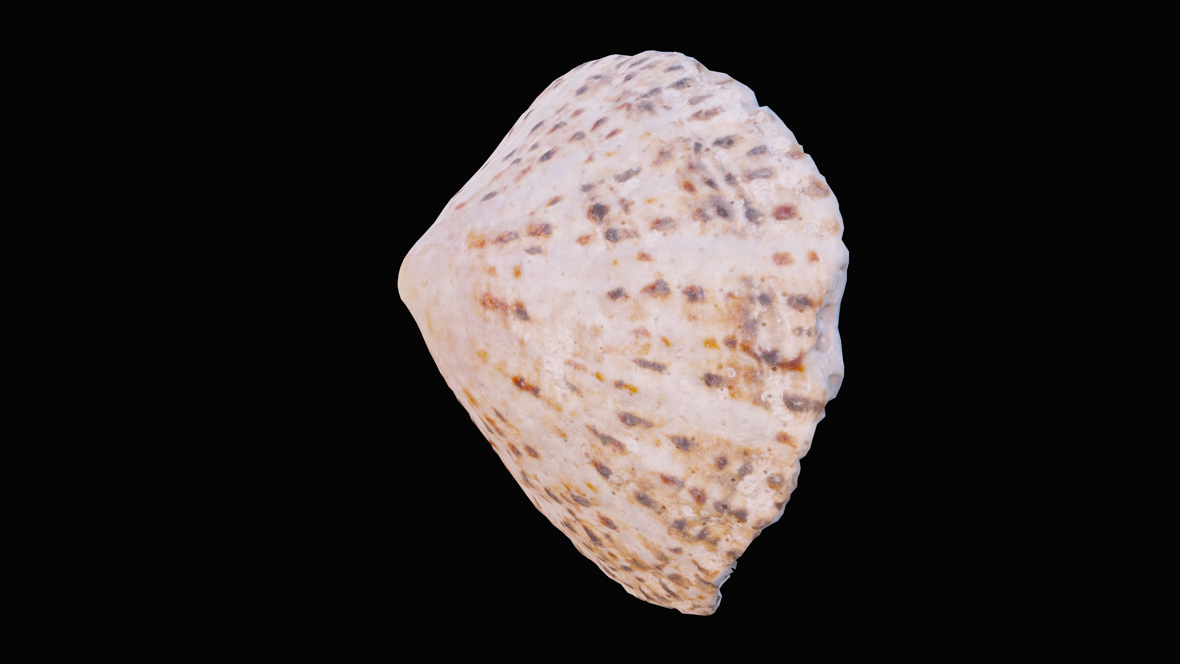 Limpet Sea Shell Low-poly 3D model_9