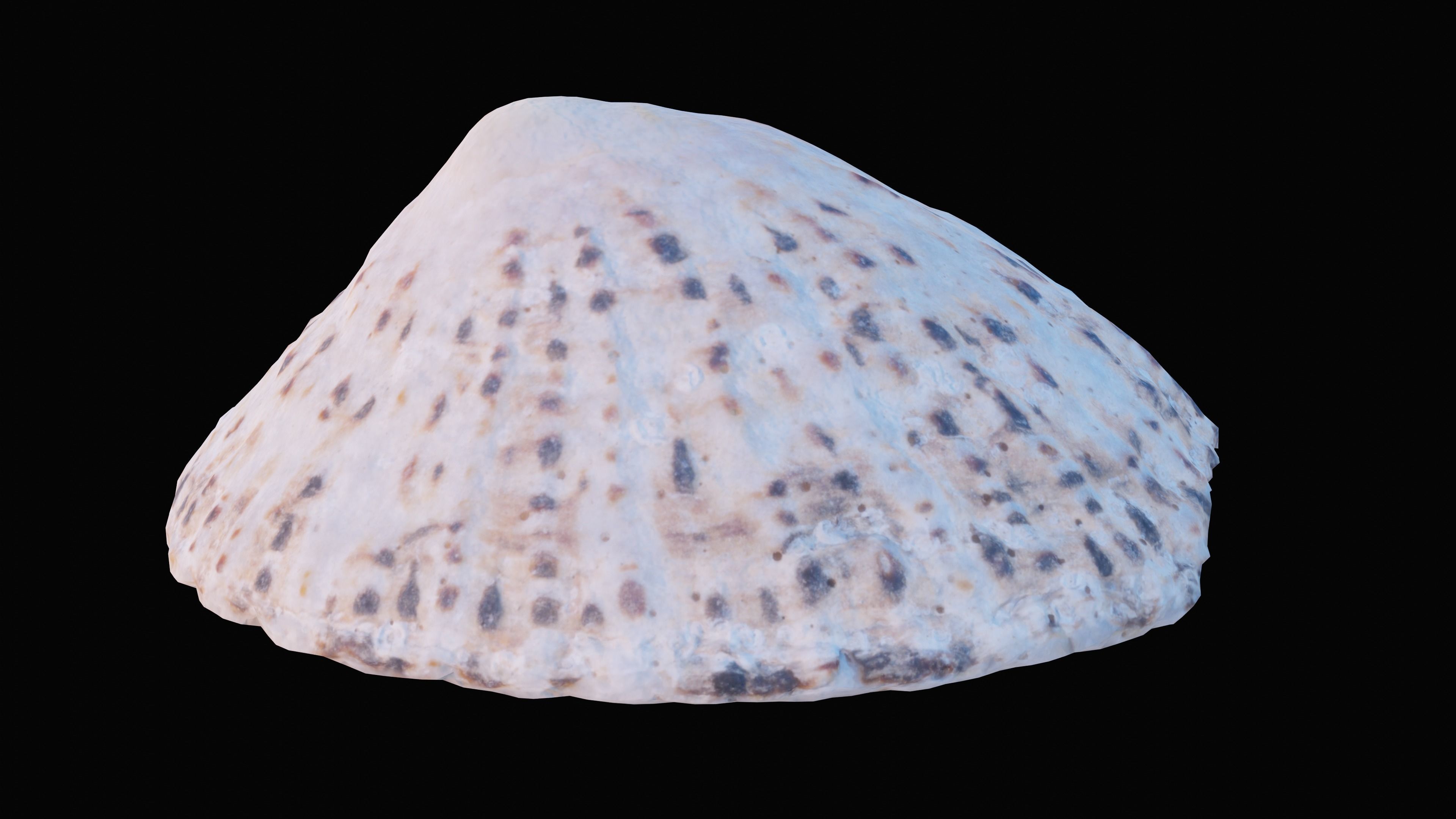 Limpet Sea Shell Low-poly 3D model_1