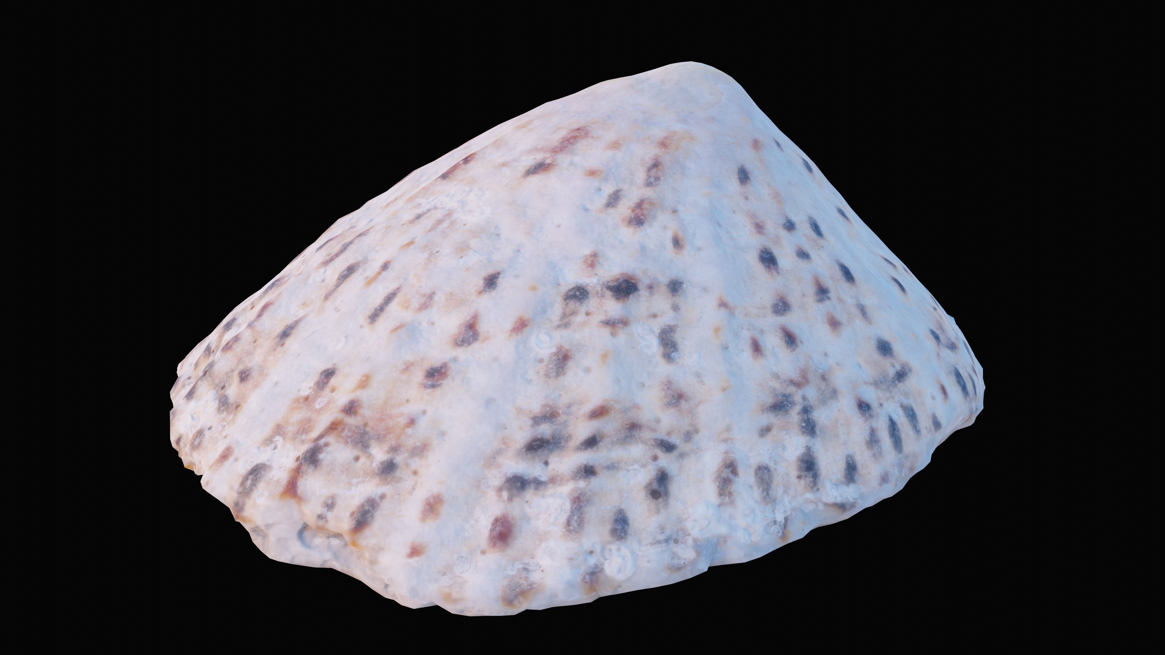 Limpet Sea Shell Low-poly 3D model_5
