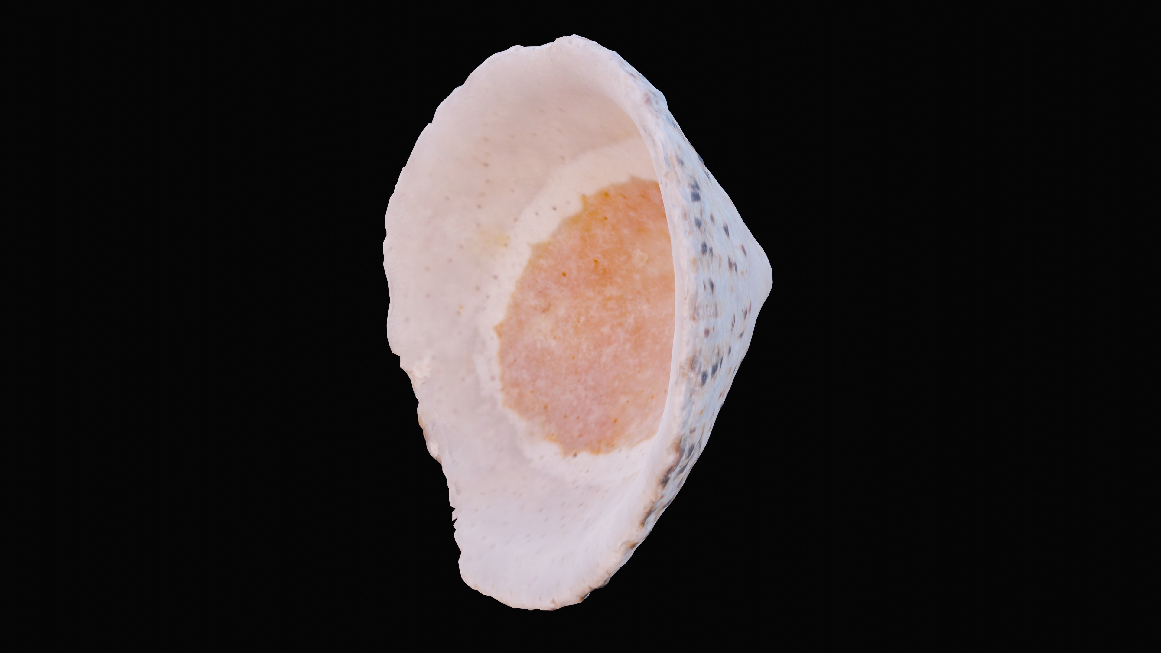 Limpet Sea Shell Low-poly 3D model_12