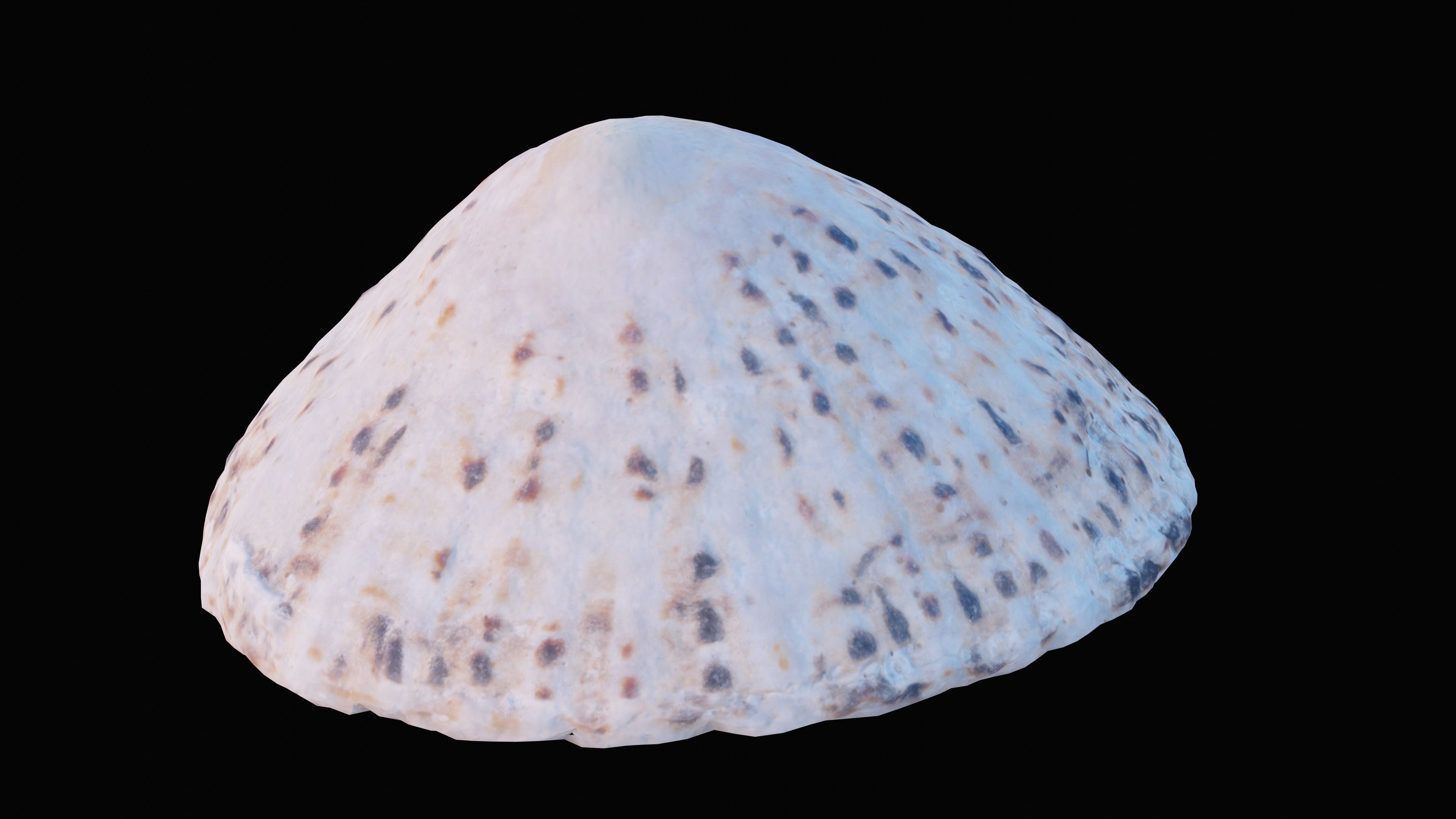 Limpet Sea Shell Low-poly 3D model_2