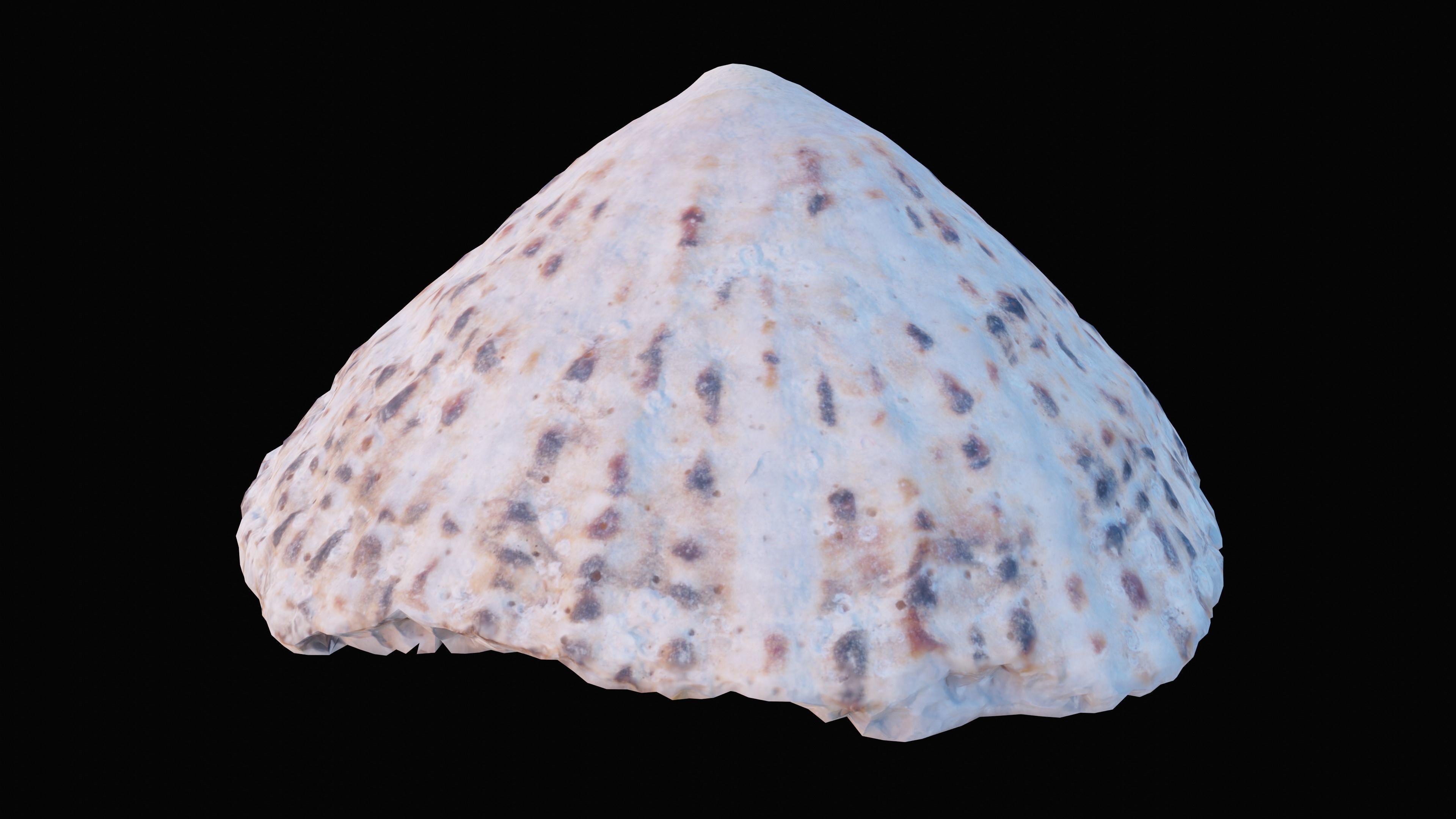 Limpet Sea Shell Low-poly 3D model_6