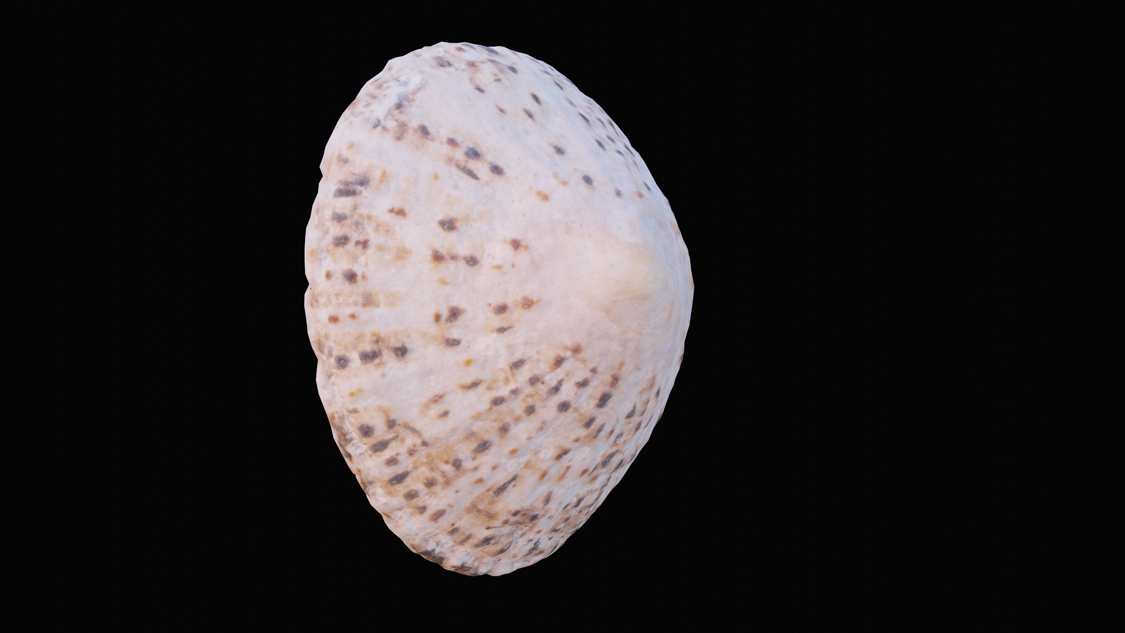 Limpet Sea Shell Low-poly 3D model_11