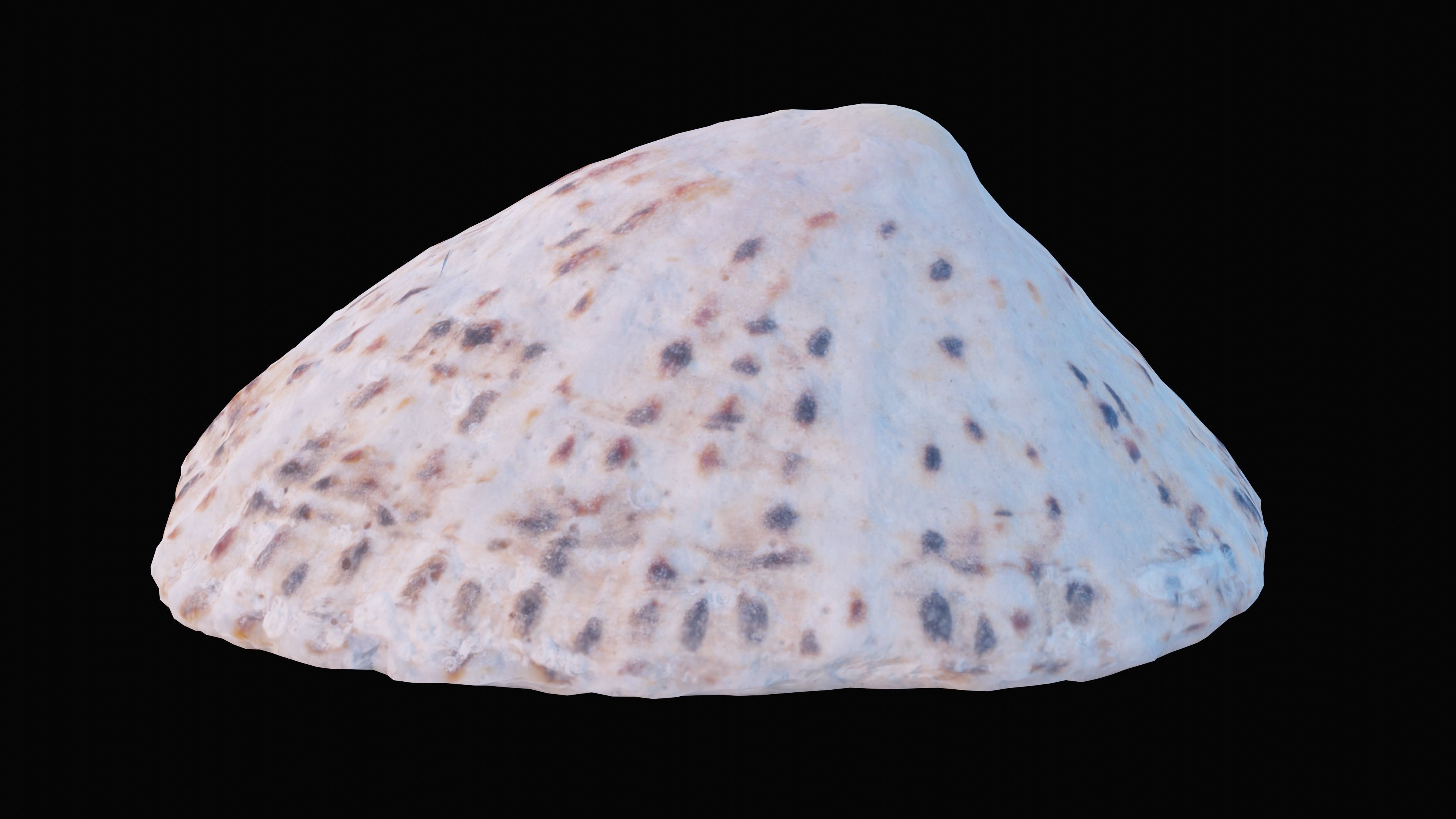 Limpet Sea Shell Low-poly 3D model_4