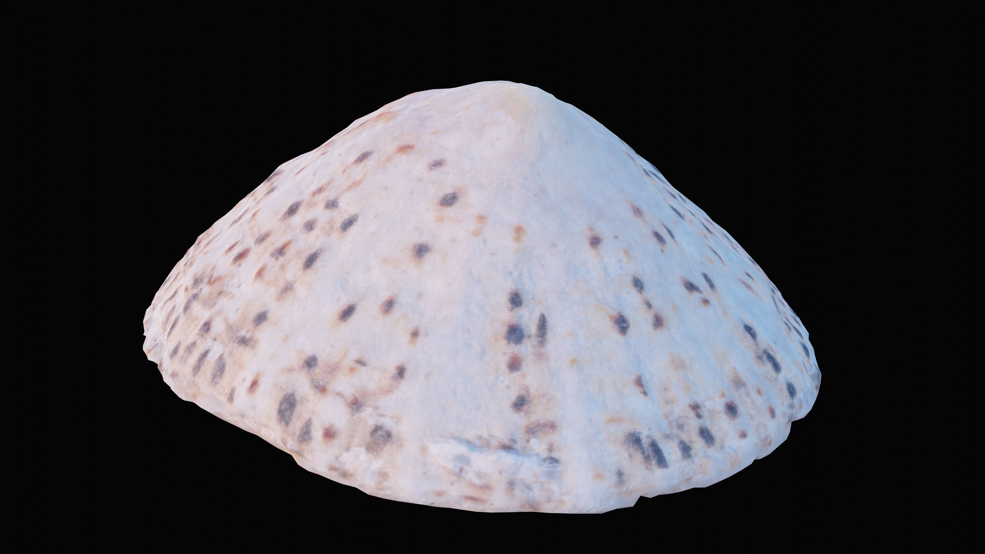 Limpet Sea Shell Low-poly 3D model_3