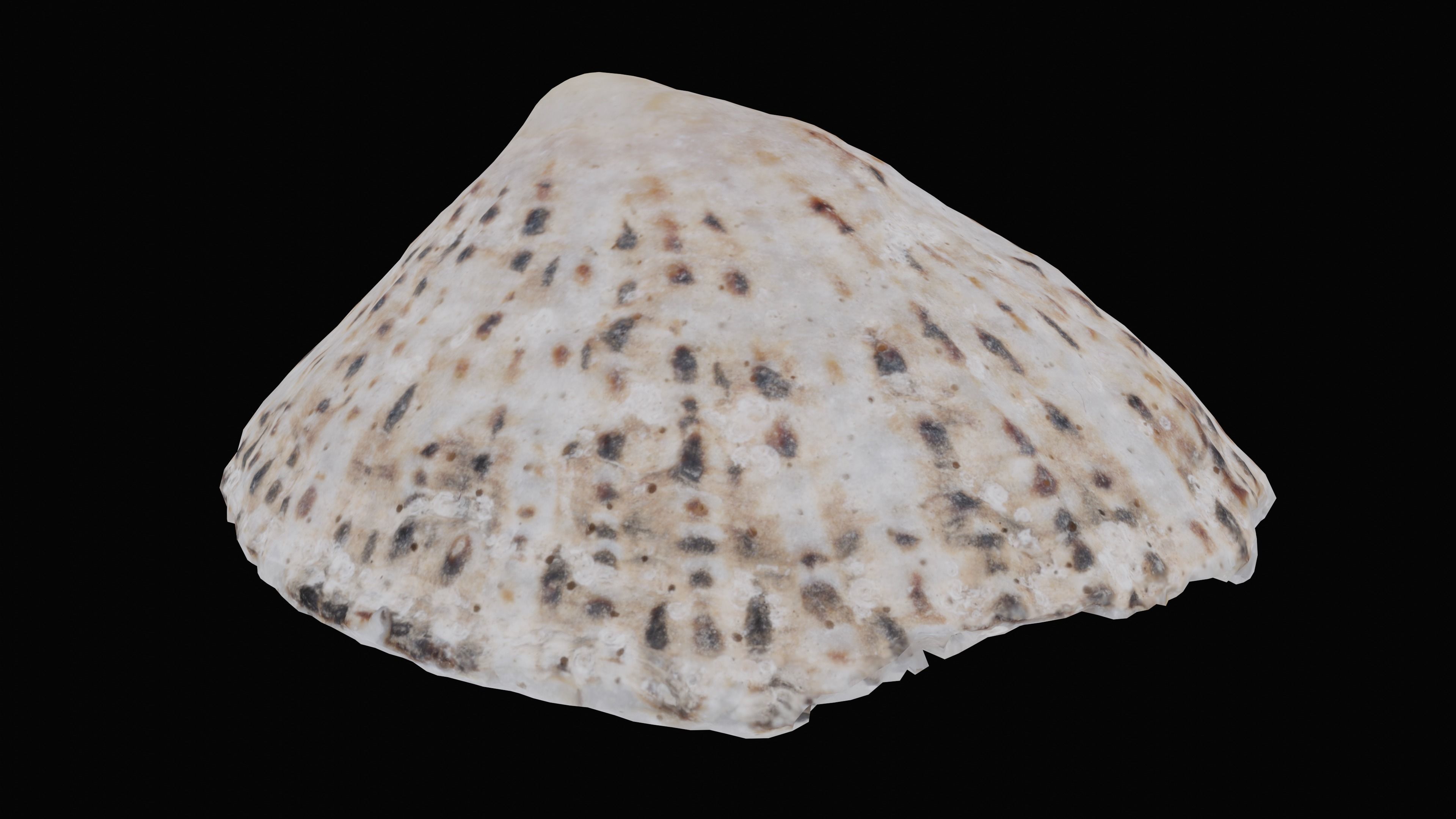 Limpet Sea Shell Low-poly 3D model_14