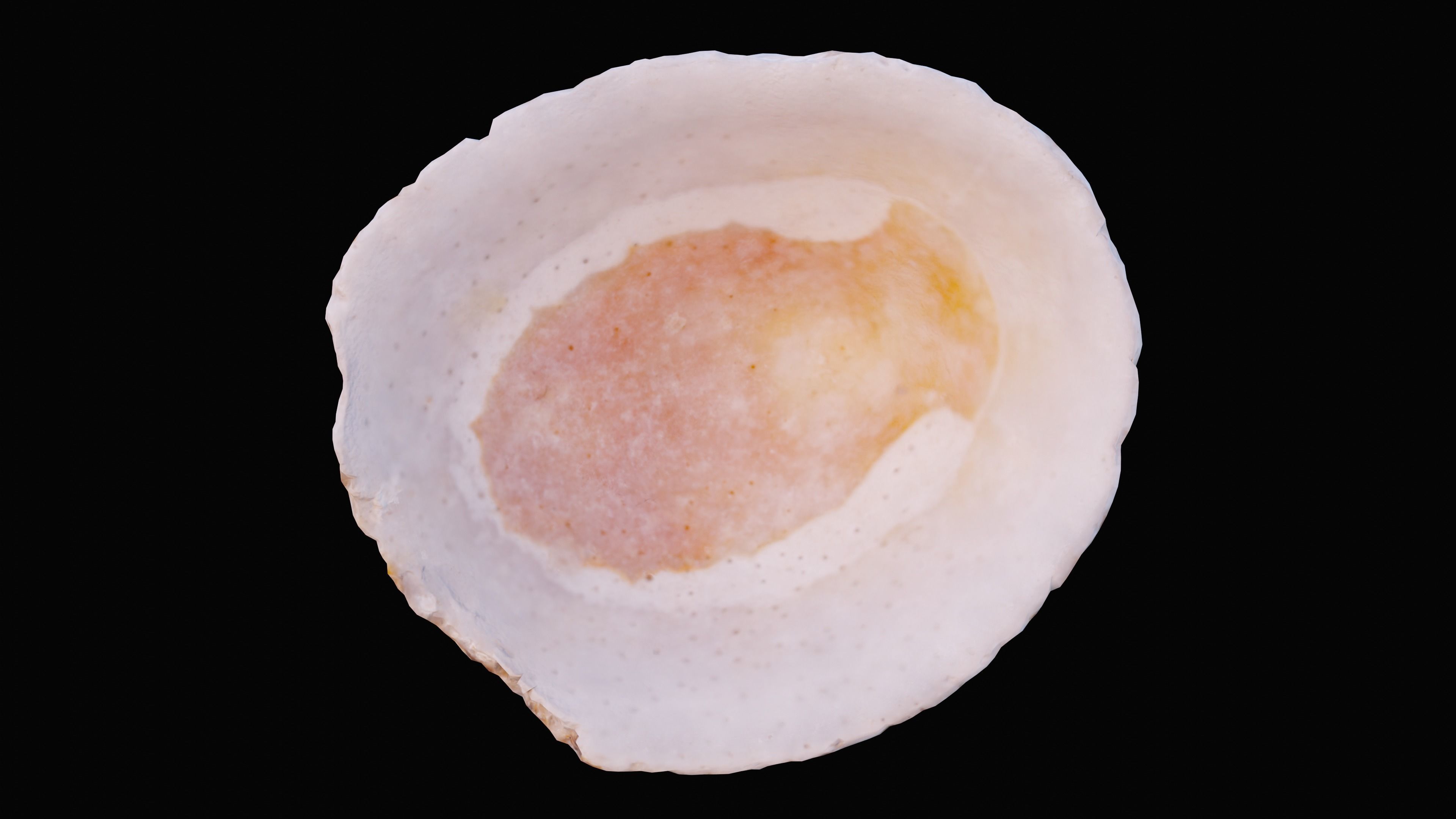 Limpet Sea Shell Low-poly 3D model_7