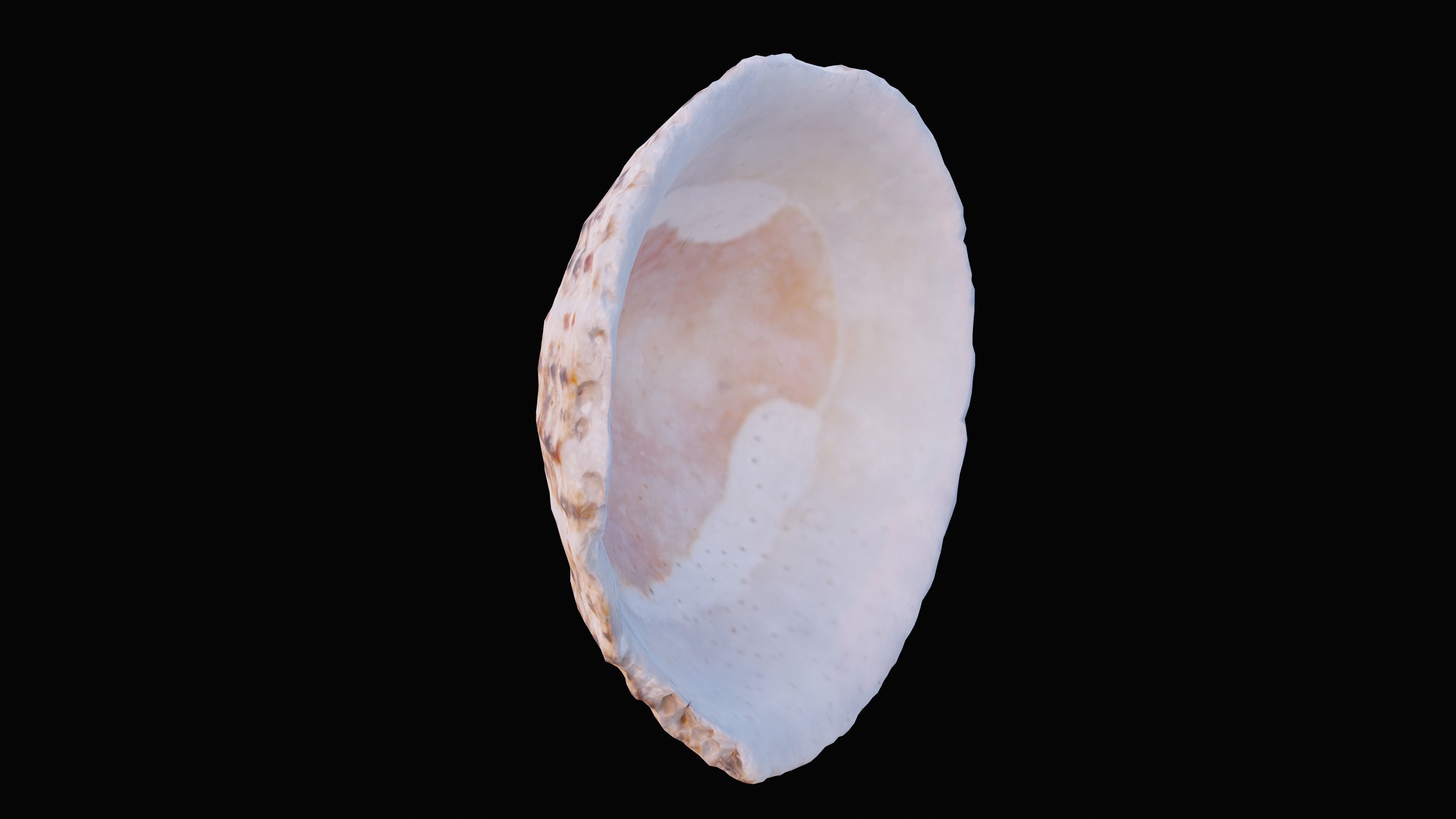 Limpet Sea Shell Low-poly 3D model_8