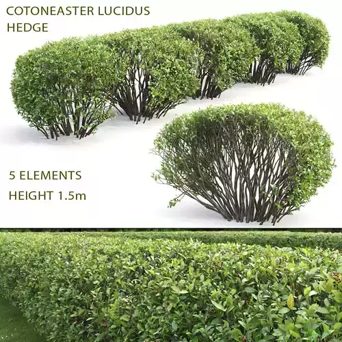 Cotoneaster lucidus hedge 02