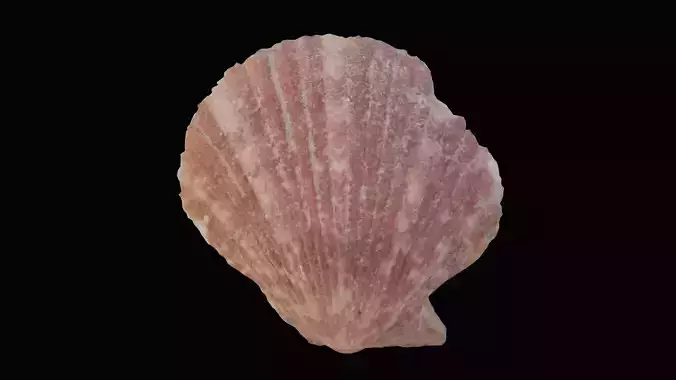 Scallop Sea Shell Low-poly 3D model