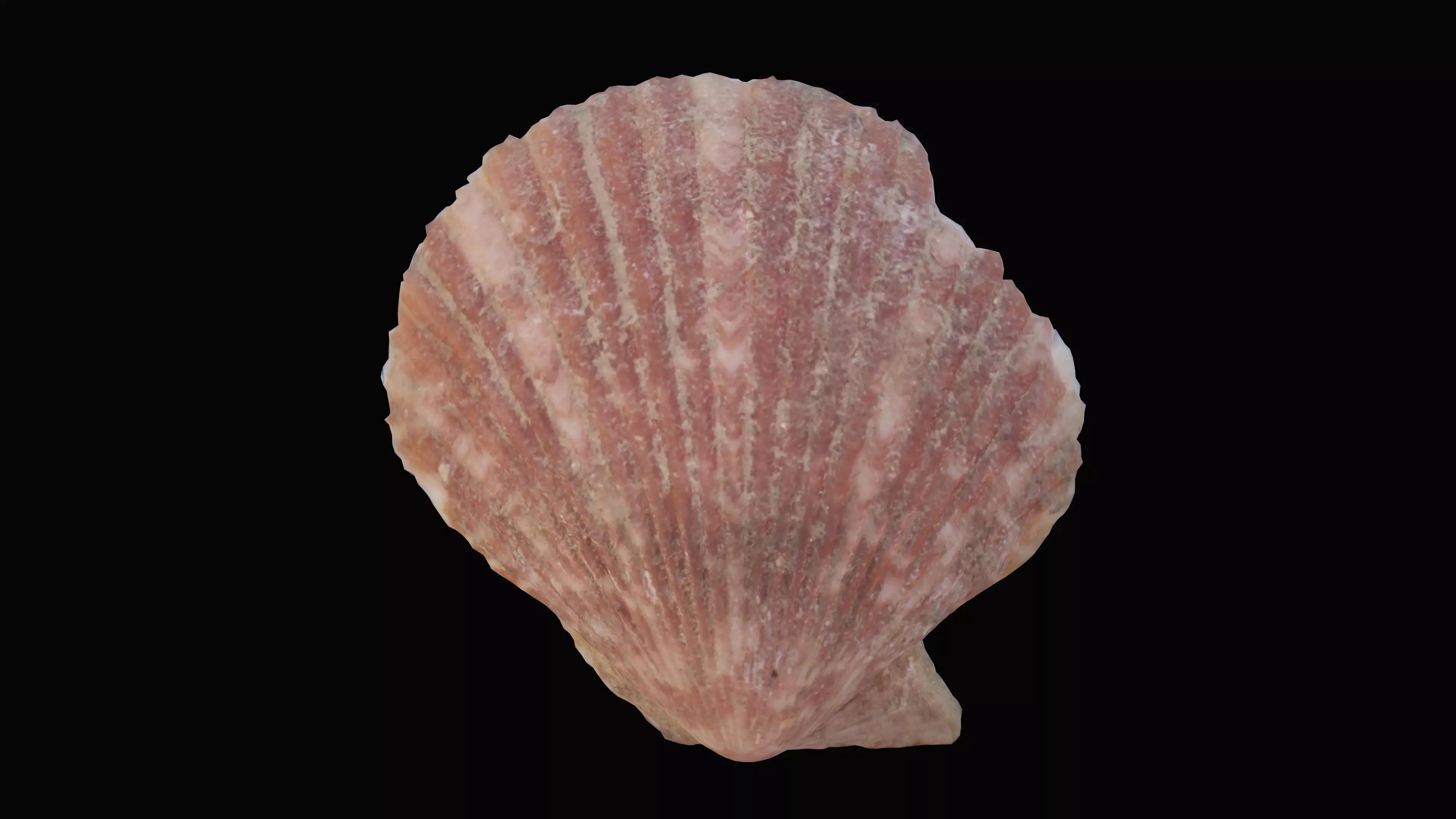 Scallop Sea Shell Low-poly 3D model