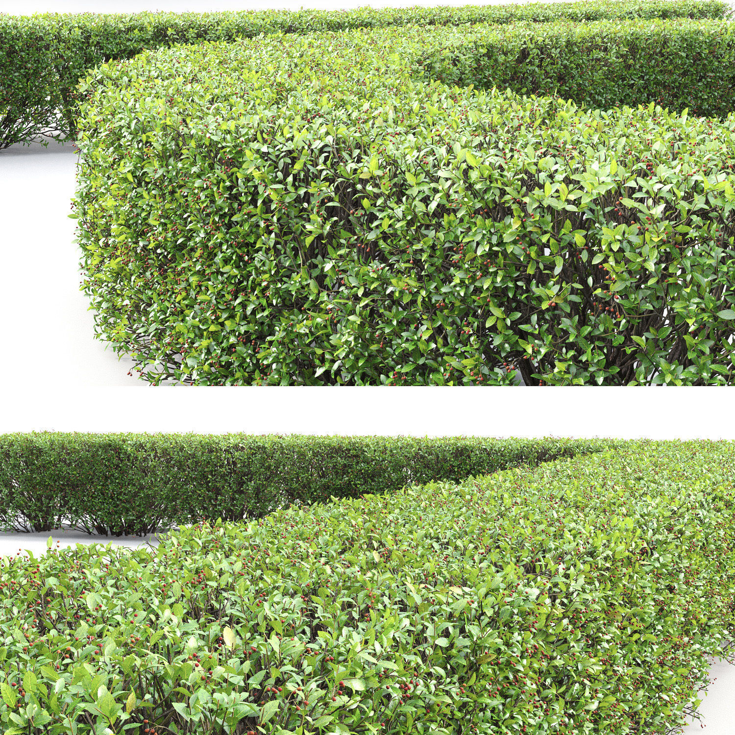 Cotoneaster lucidus hedge 03 3D model_2