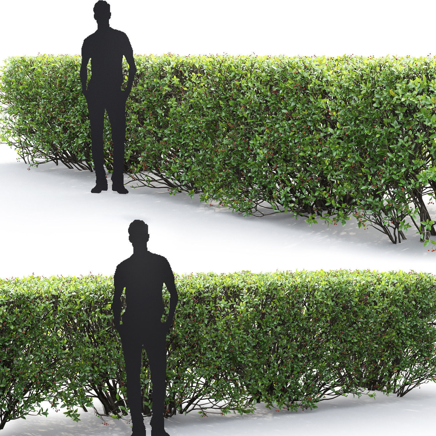 Cotoneaster lucidus hedge 03 3D model_4