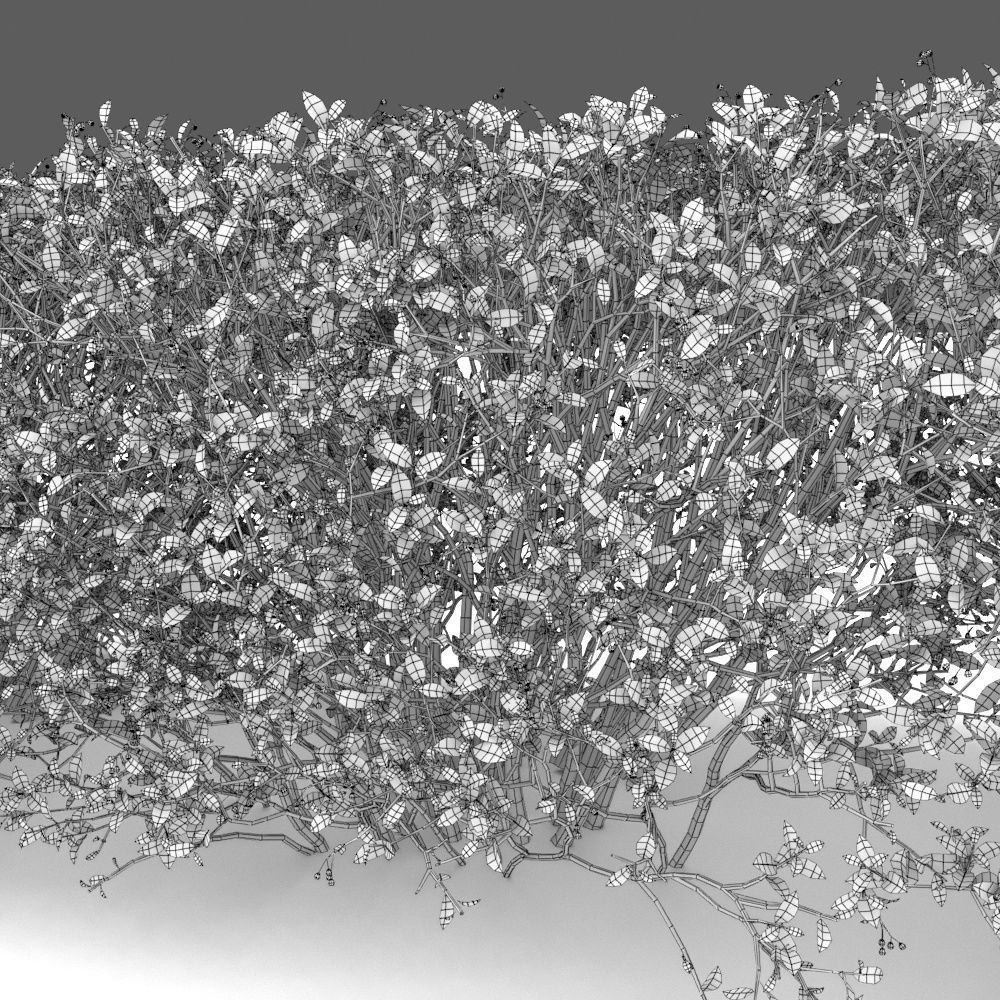 Cotoneaster lucidus hedge 03 3D model_3