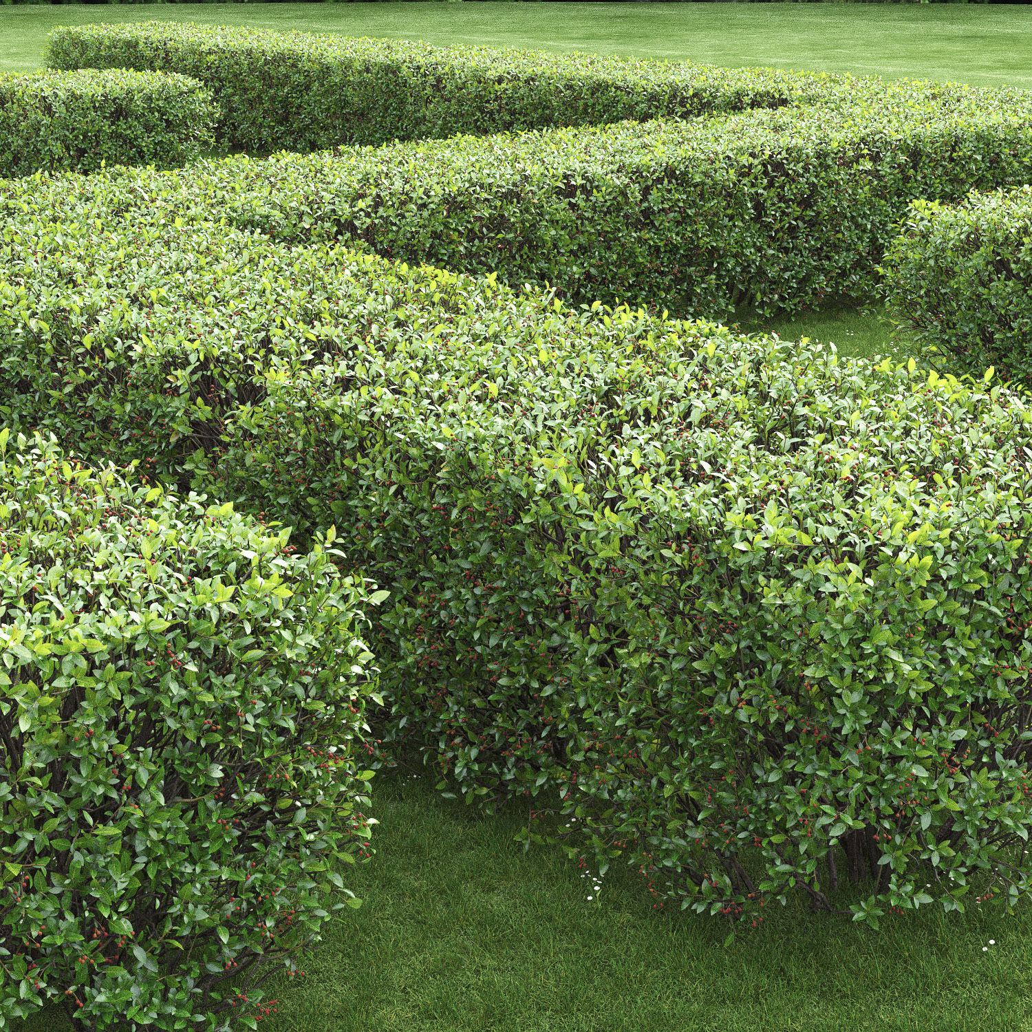 Cotoneaster lucidus hedge 03 3D model_1