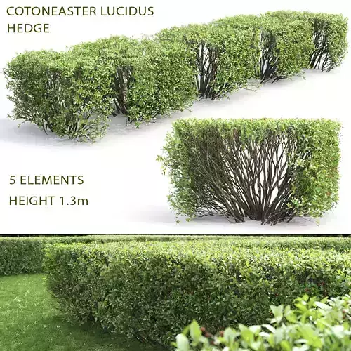 Cotoneaster lucidus hedge 03