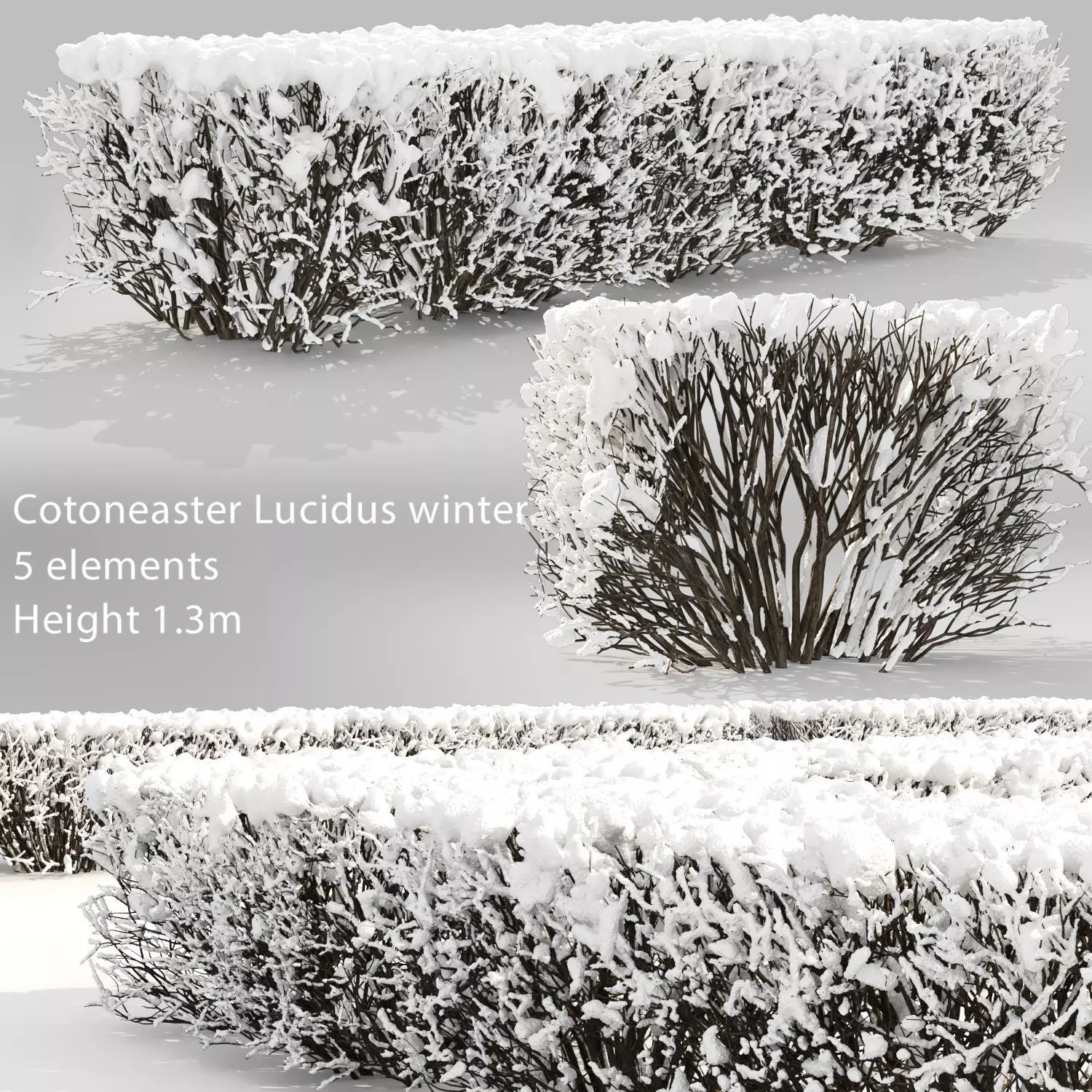 Cotoneaster lucidus hedge 03 winter 3D model_0