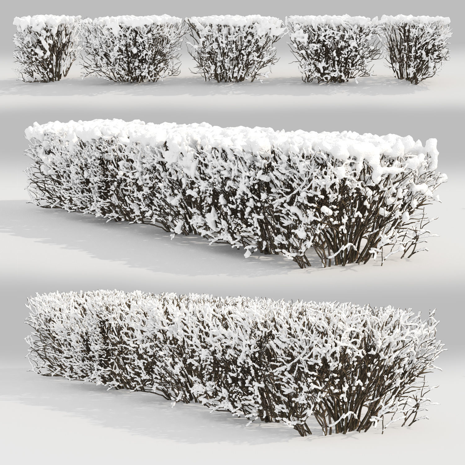 Cotoneaster lucidus hedge 03 winter 3D model_1