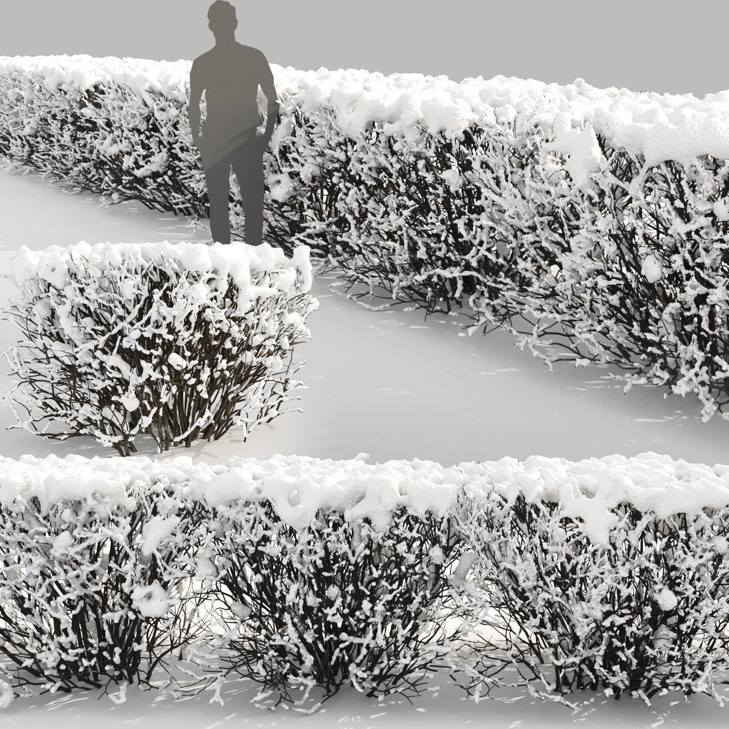 Cotoneaster lucidus hedge 03 winter 3D model_2