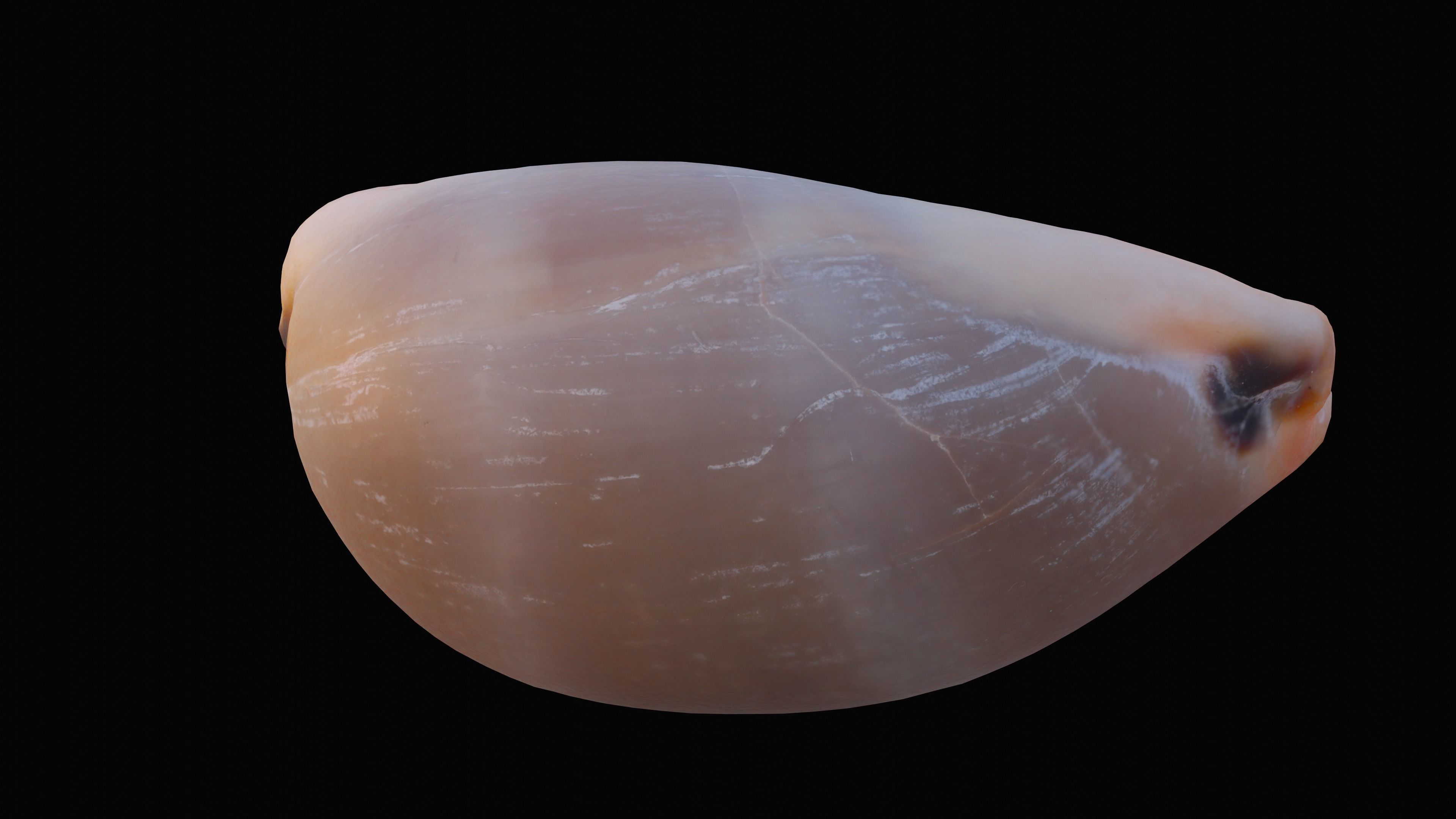 Measled Cowrie Sea Shell Low-poly 3D model_4