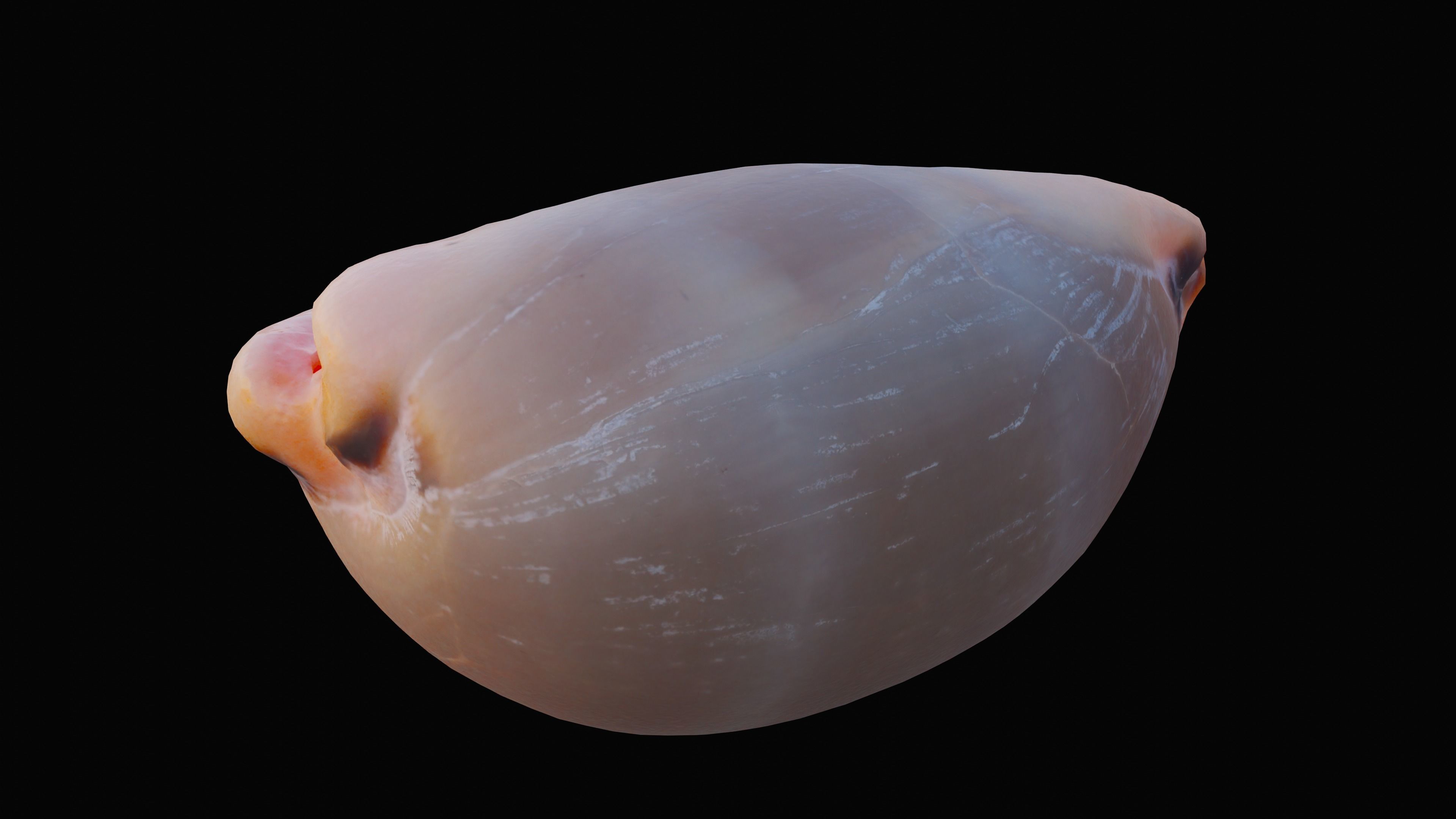 Measled Cowrie Sea Shell Low-poly 3D model_5