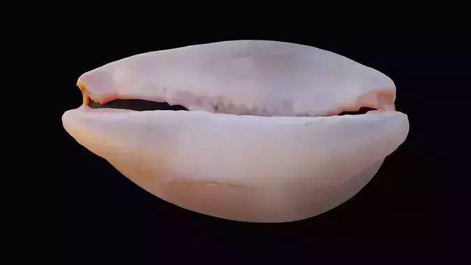 Measled Cowrie Sea Shell Low-poly 3D model