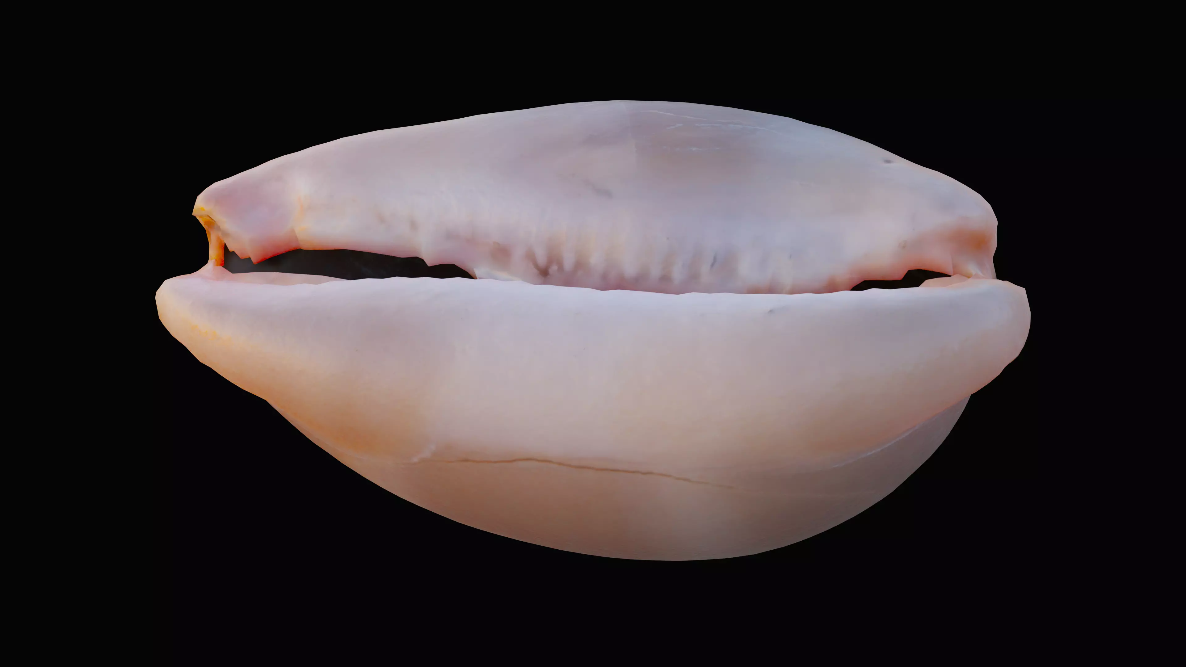 Measled Cowrie Sea Shell Low-poly 3D model_0