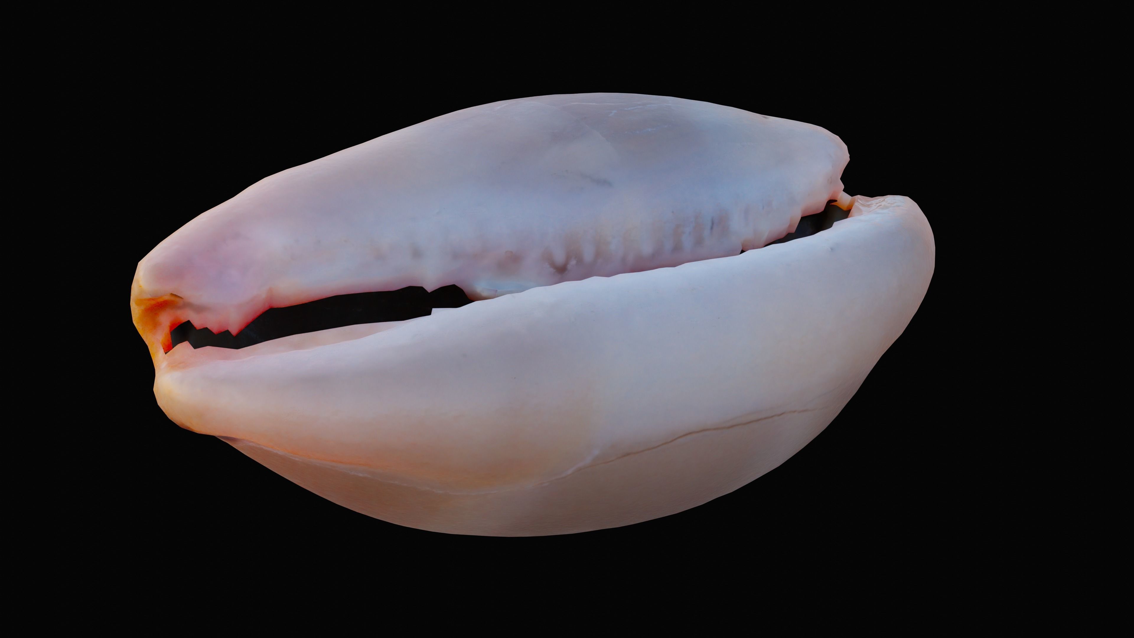Measled Cowrie Sea Shell Low-poly 3D model_1