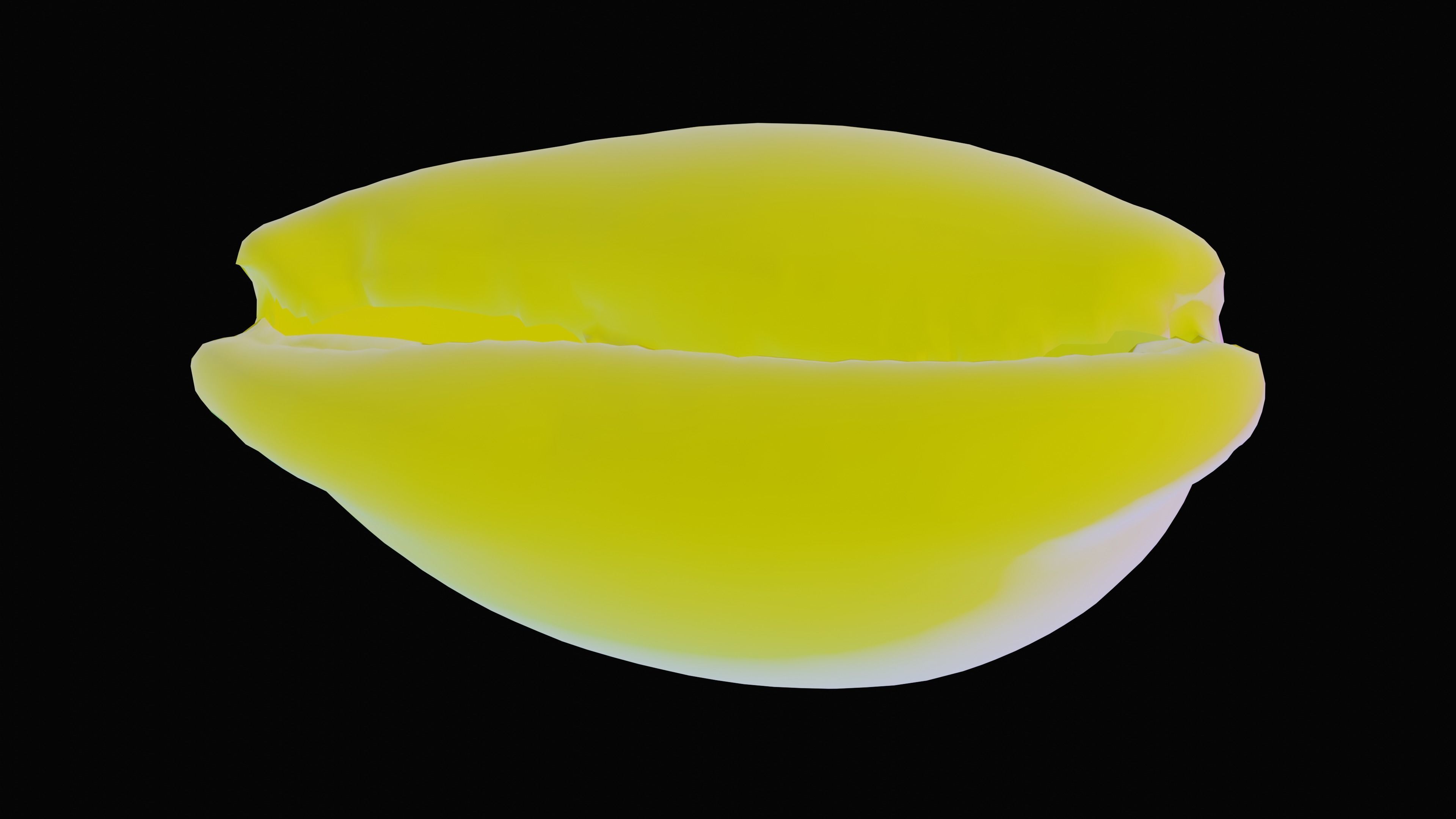 Measled Cowrie Sea Shell Low-poly 3D model_8