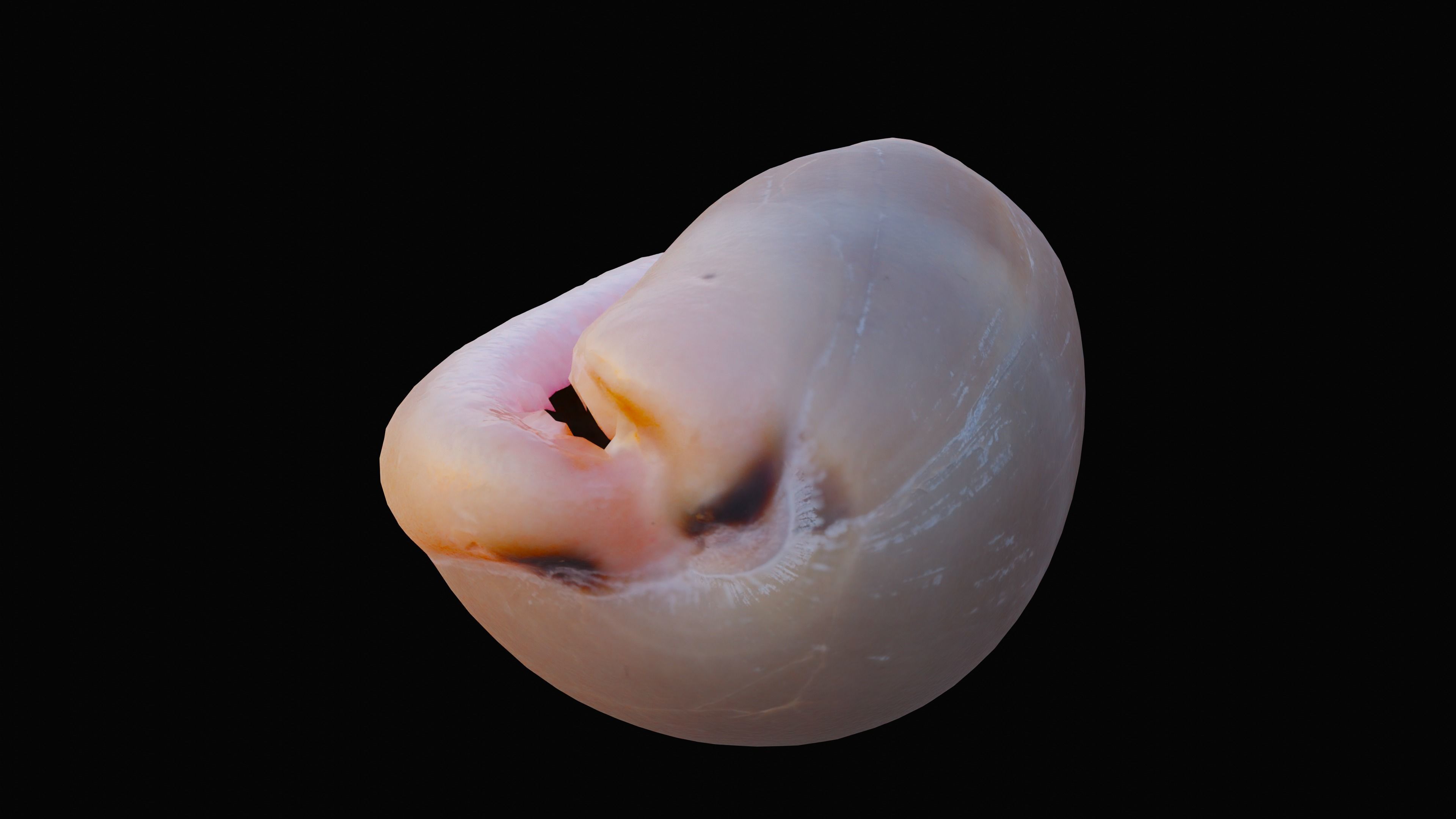 Measled Cowrie Sea Shell Low-poly 3D model_6