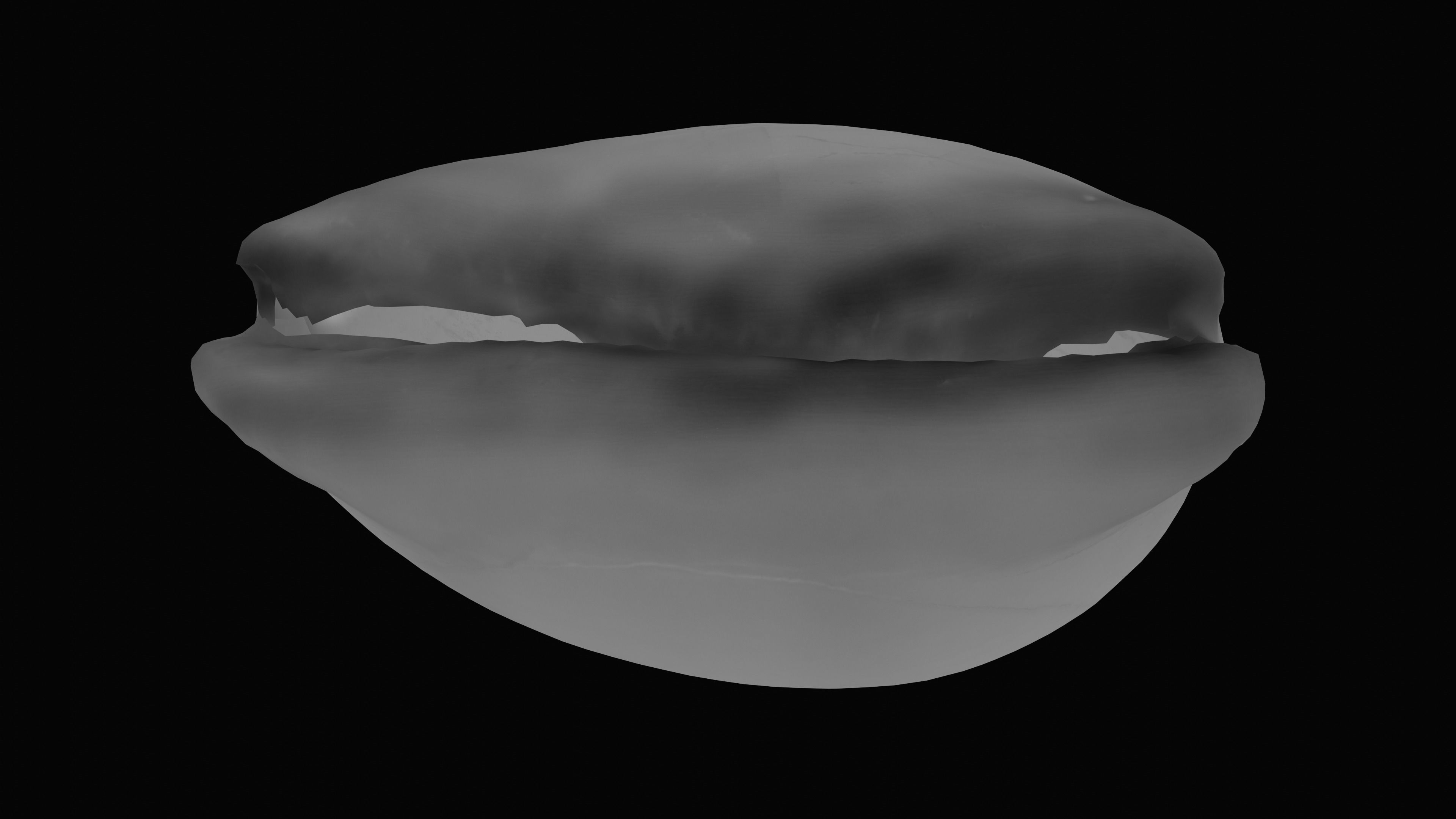 Measled Cowrie Sea Shell Low-poly 3D model_11