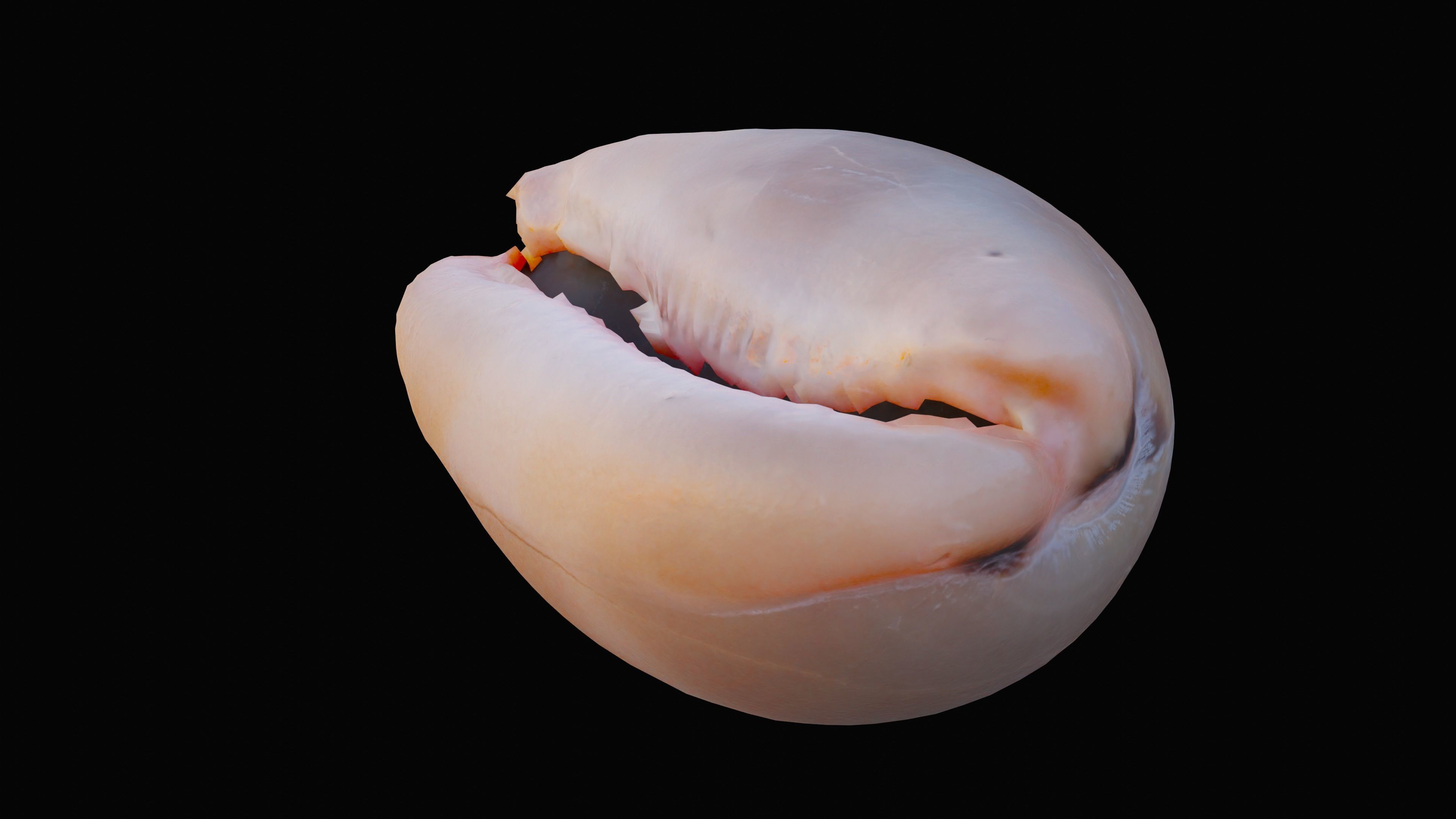 Measled Cowrie Sea Shell Low-poly 3D model_7