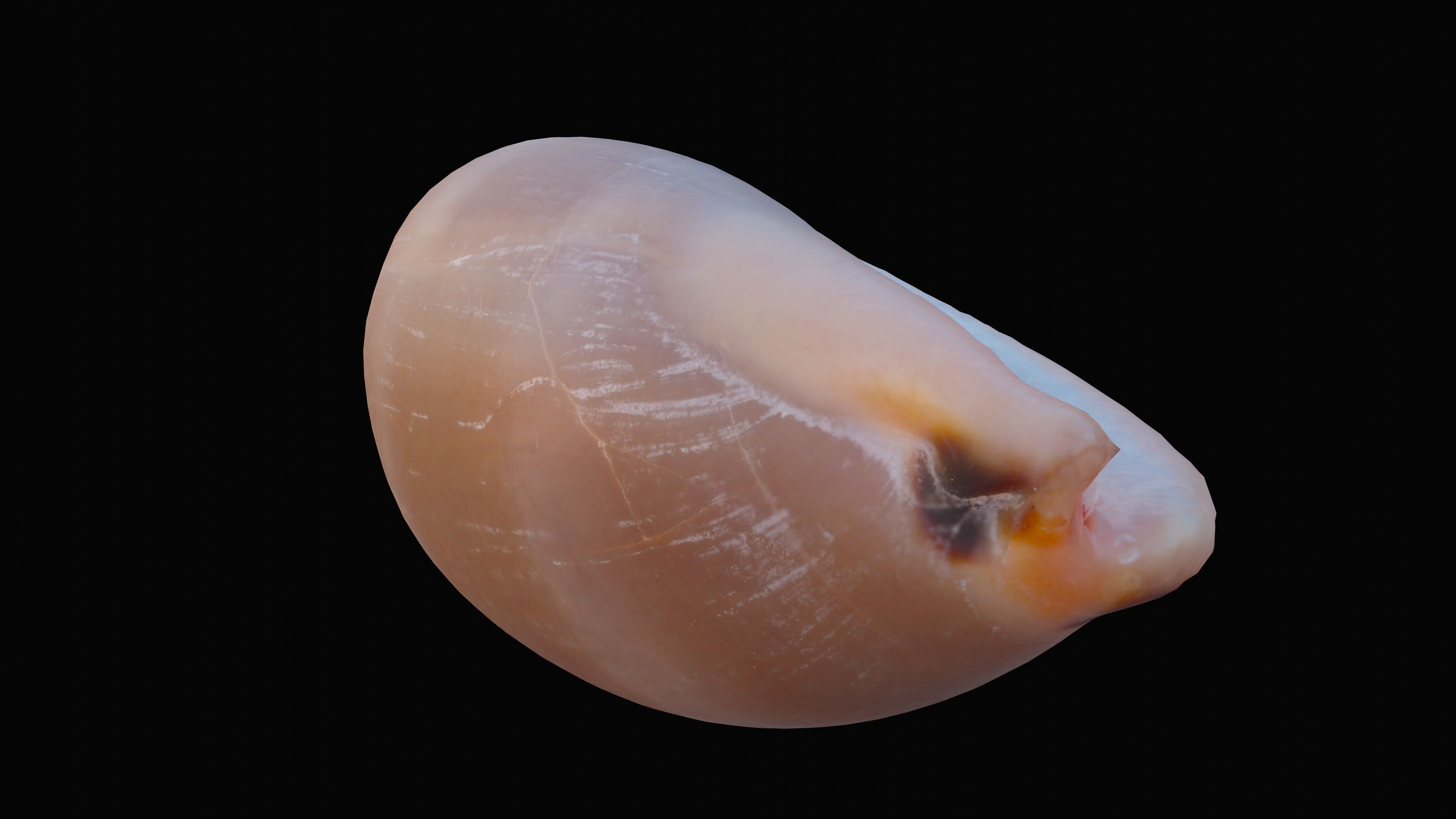 Measled Cowrie Sea Shell Low-poly 3D model_3