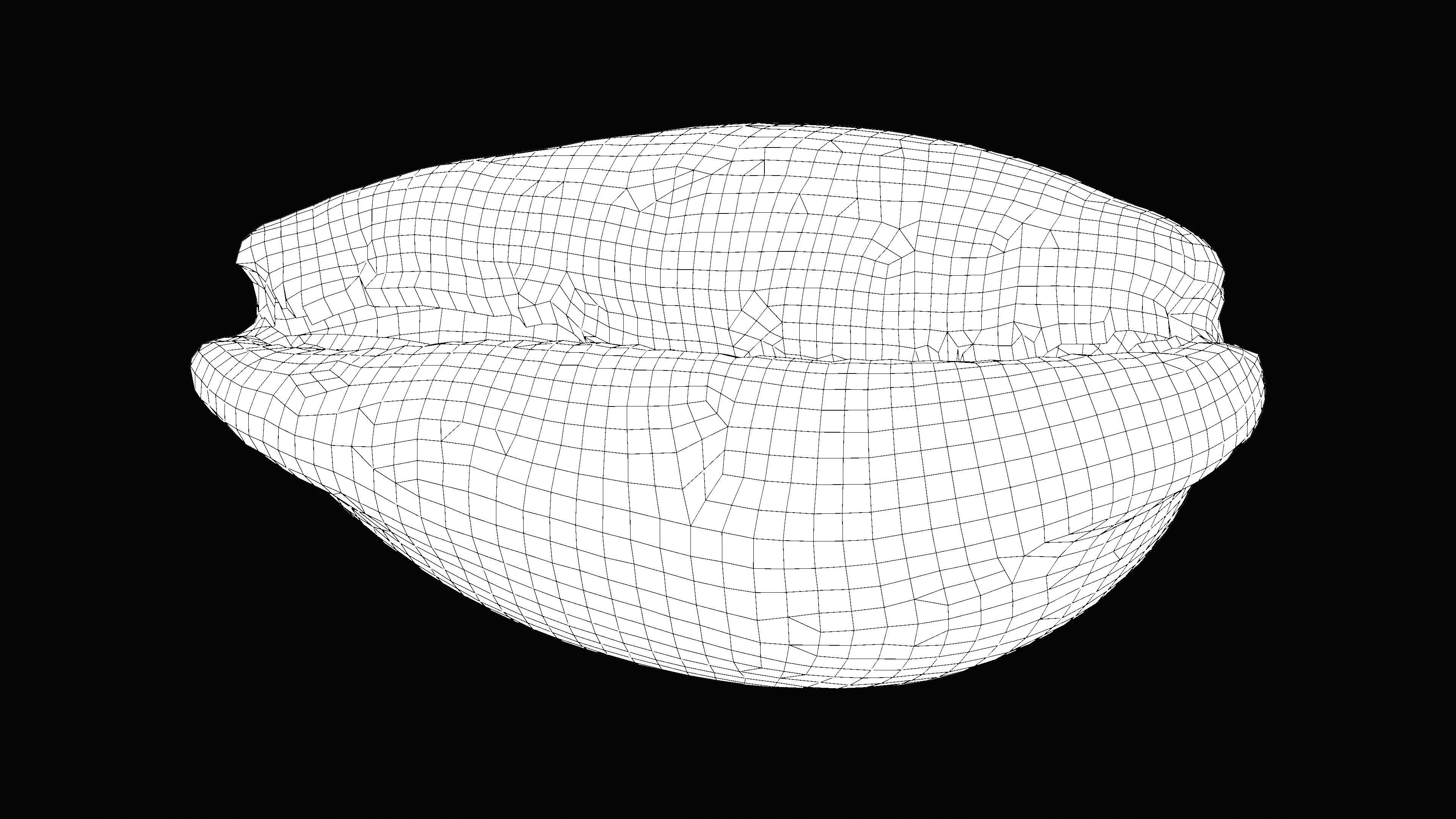 Measled Cowrie Sea Shell Low-poly 3D model_13
