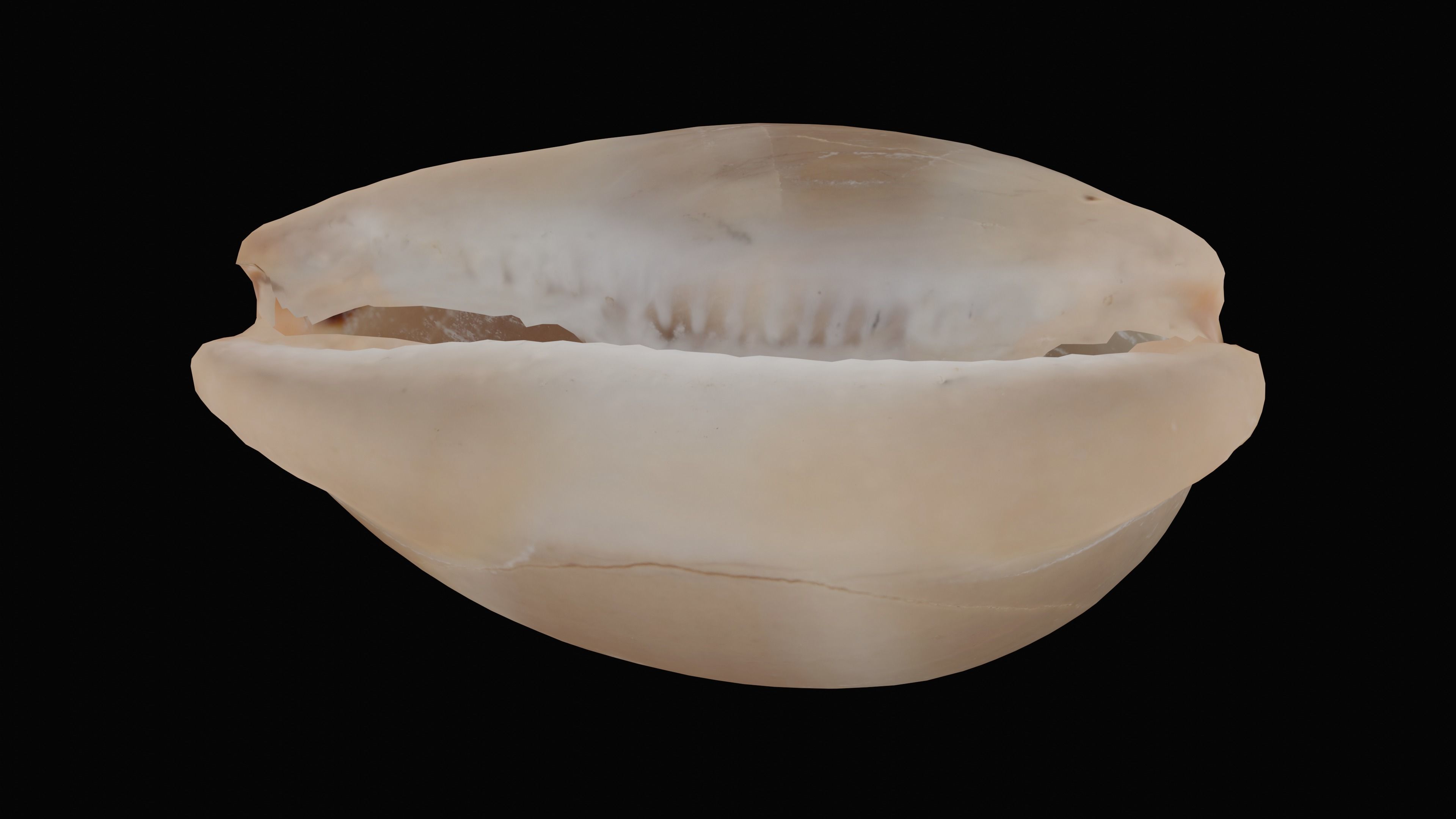 Measled Cowrie Sea Shell Low-poly 3D model_9