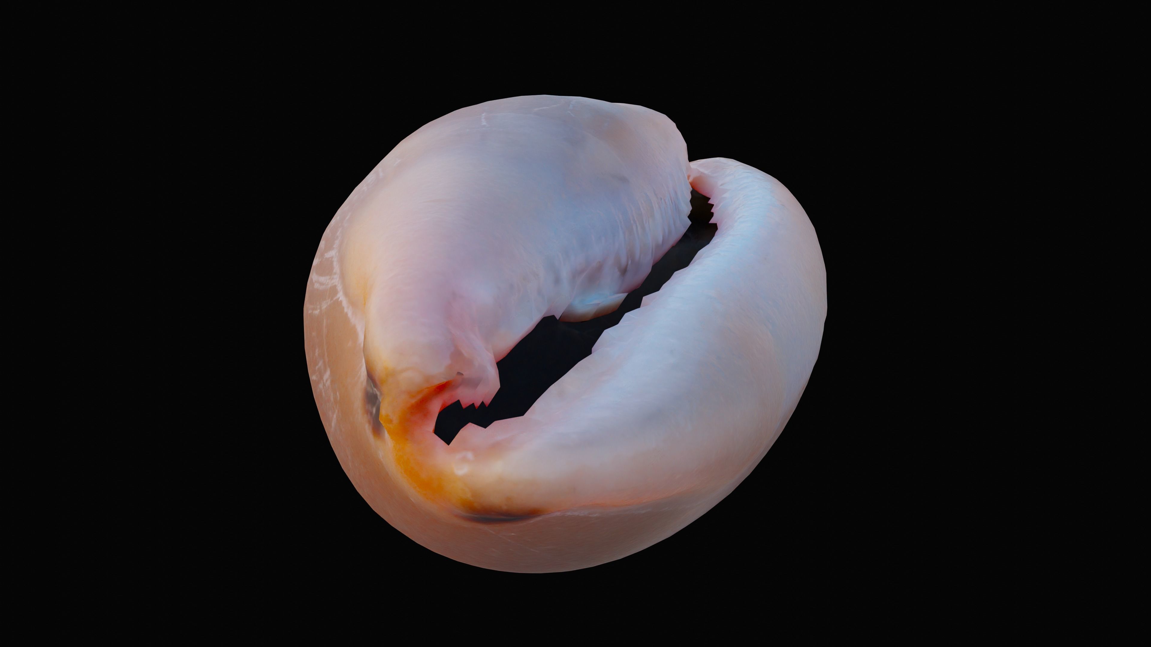 Measled Cowrie Sea Shell Low-poly 3D model_2