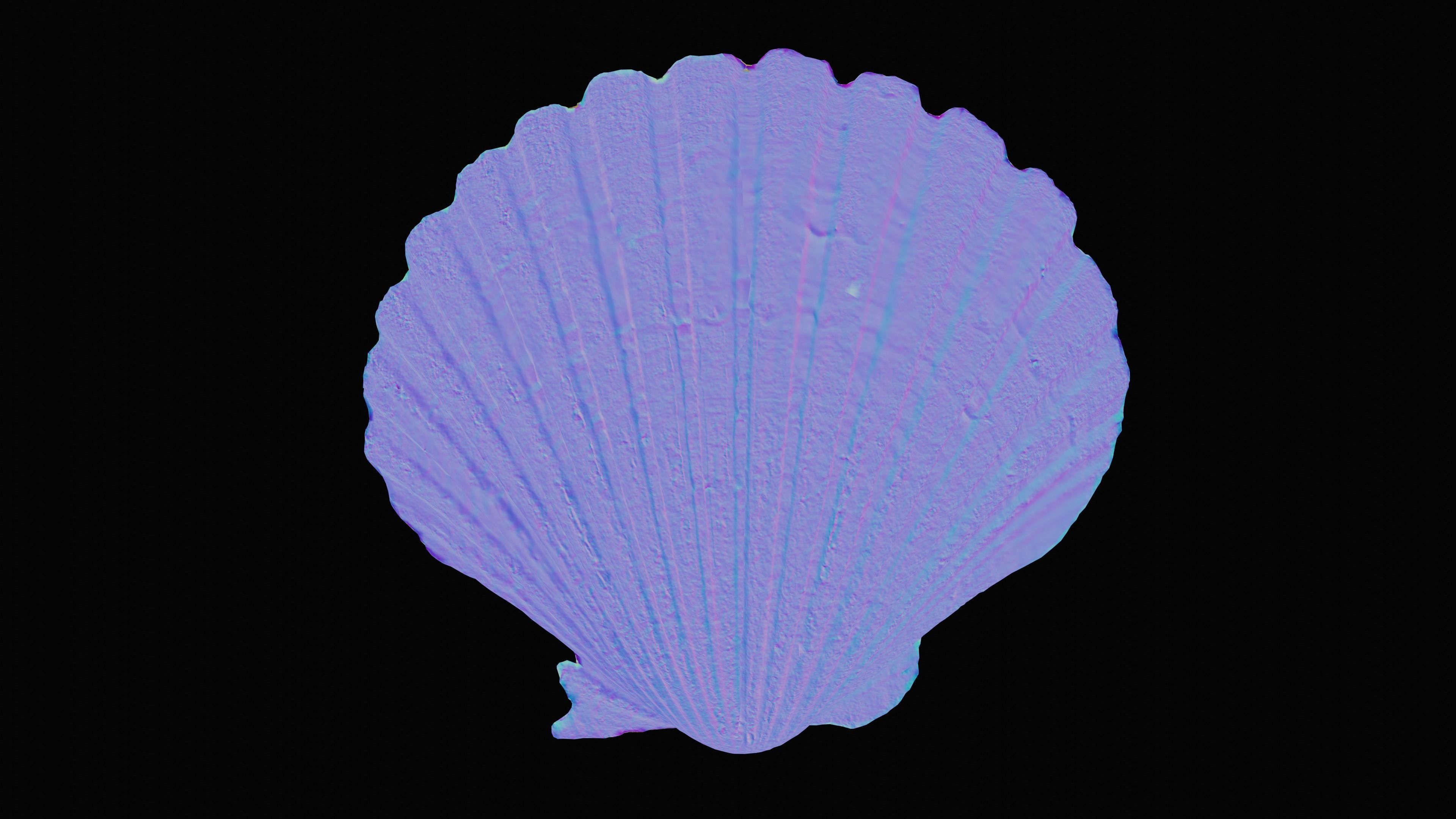 Scallop Sea Shell Low-poly 3D model_14