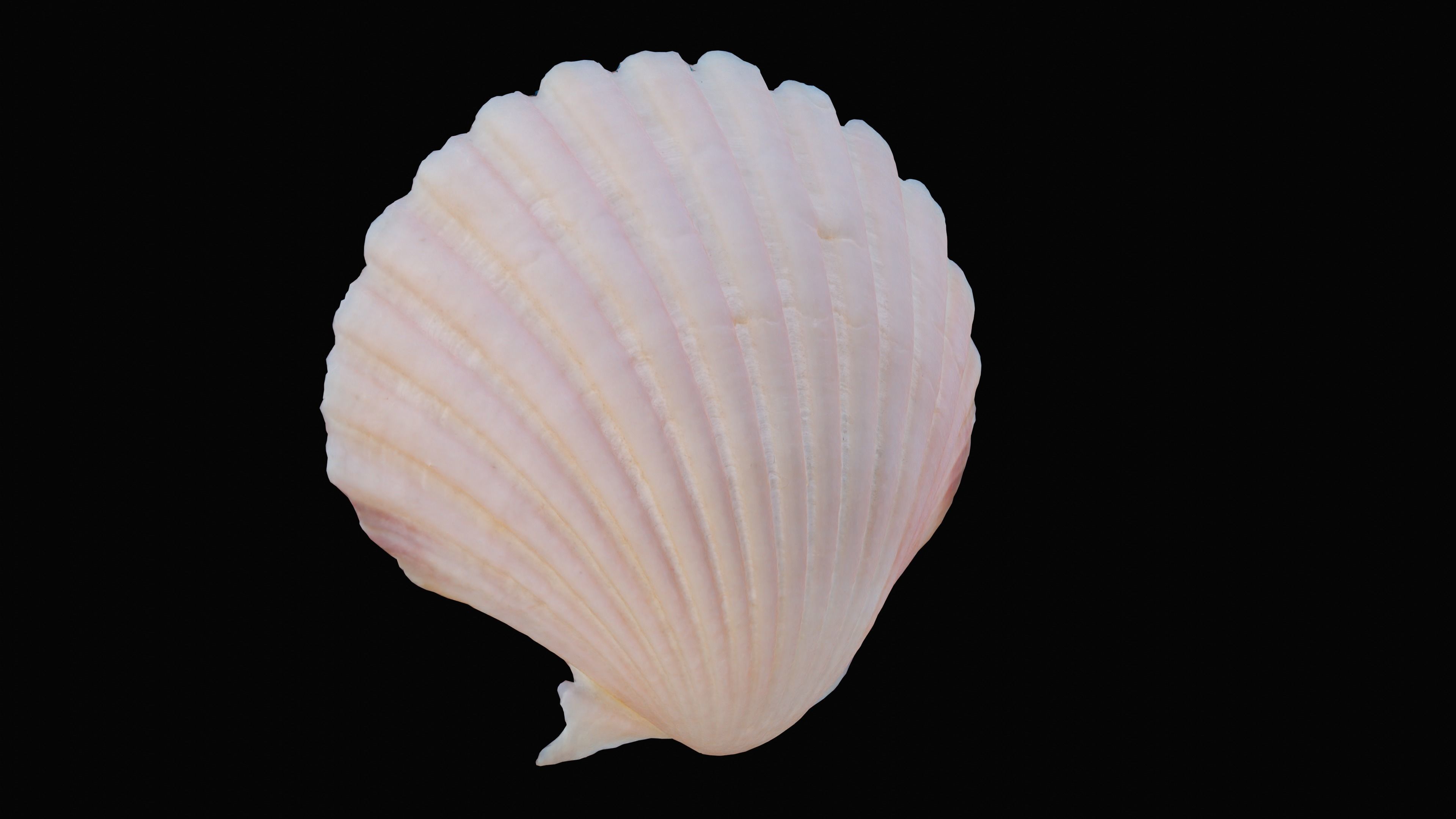 Scallop Sea Shell Low-poly 3D model_1