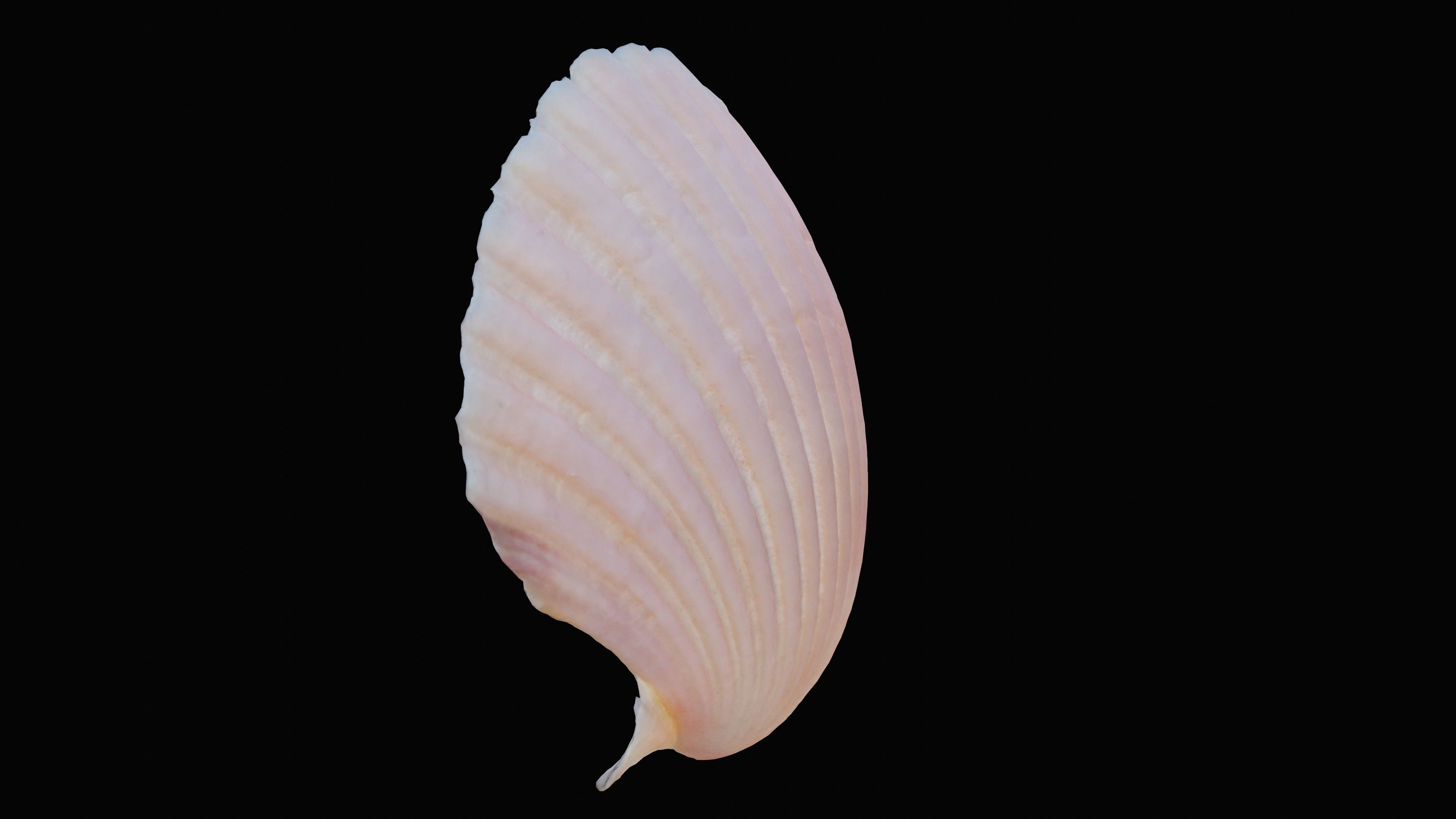 Scallop Sea Shell Low-poly 3D model_2