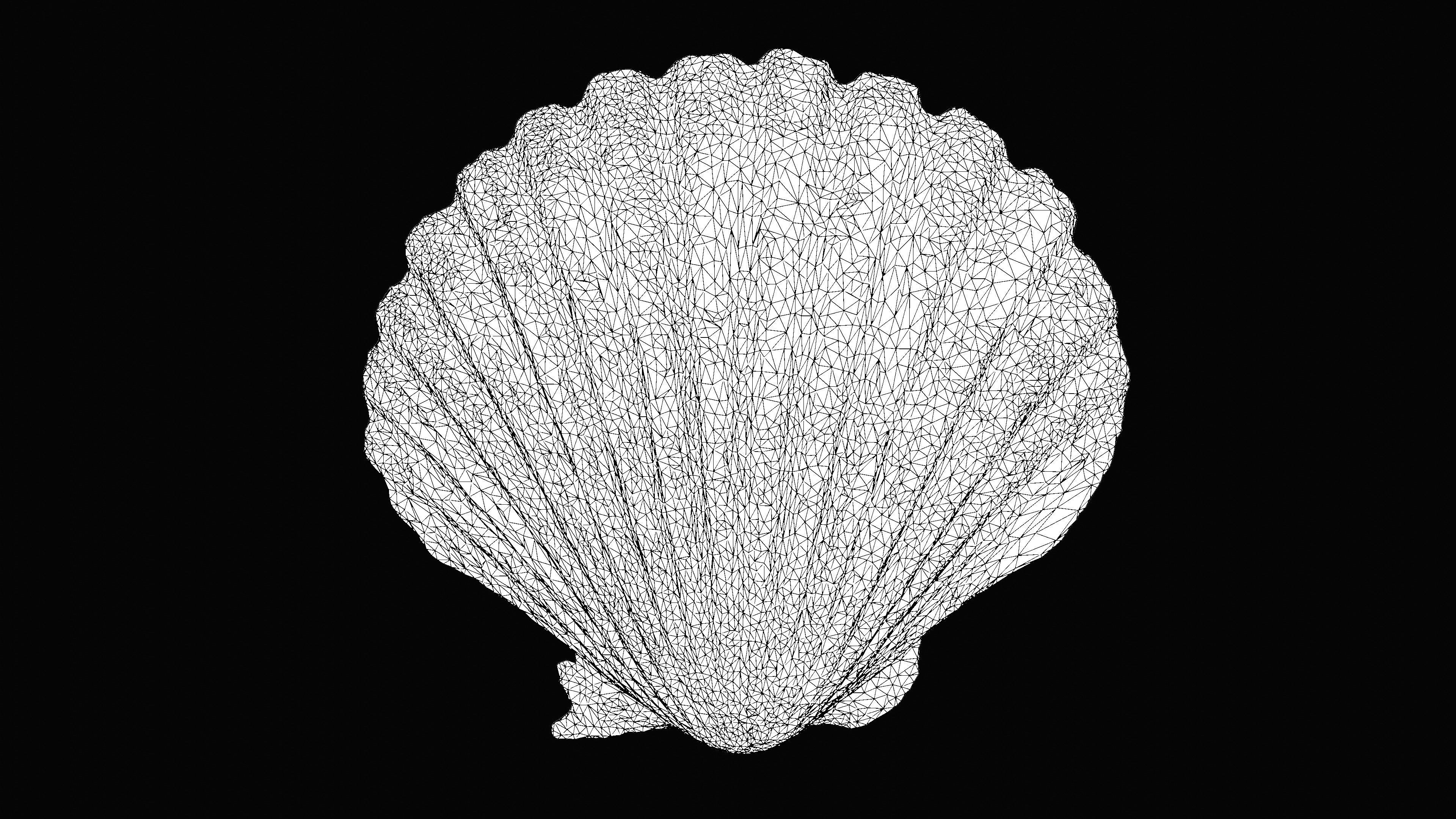 Scallop Sea Shell Low-poly 3D model_15