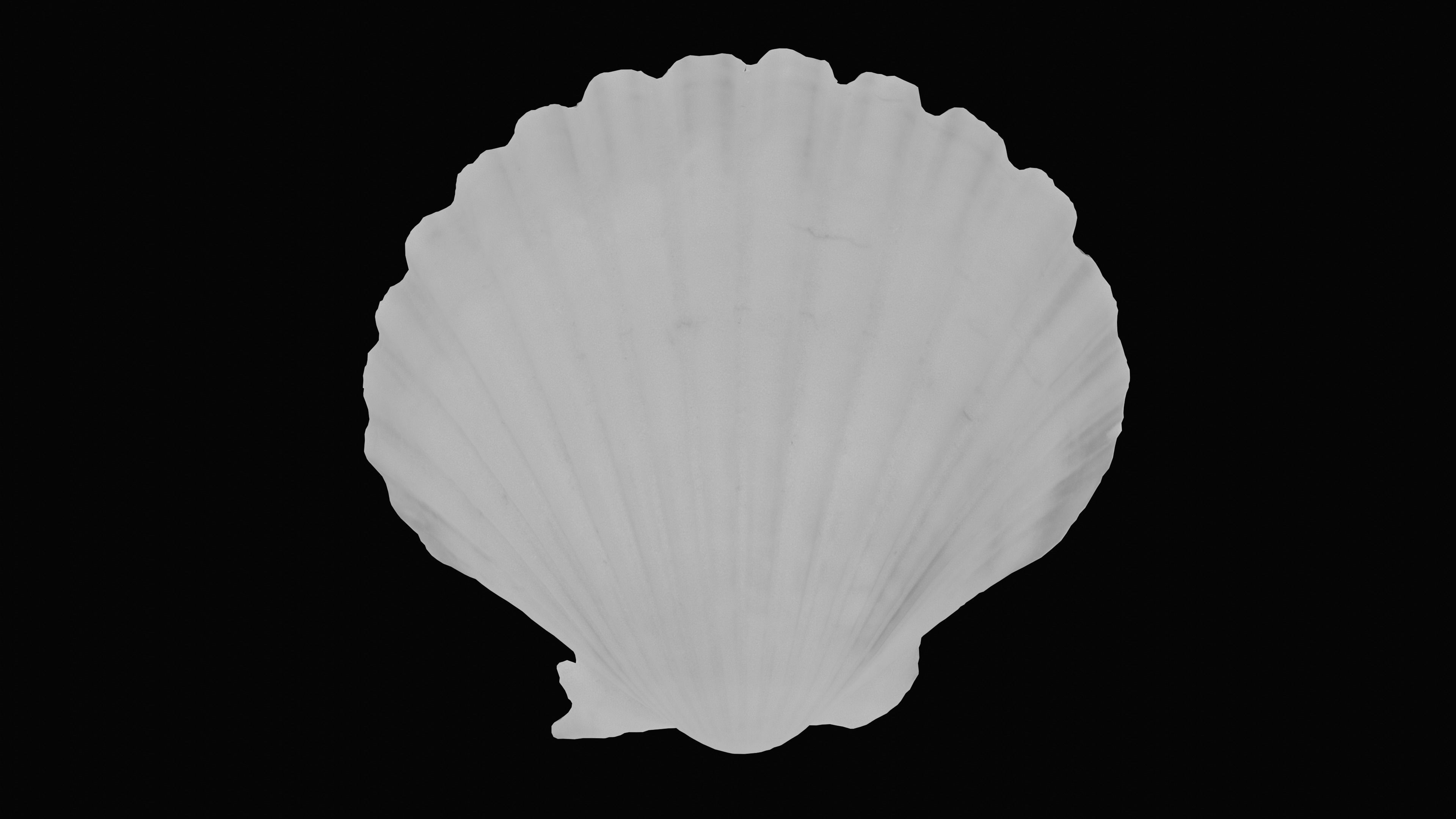 Scallop Sea Shell Low-poly 3D model_13