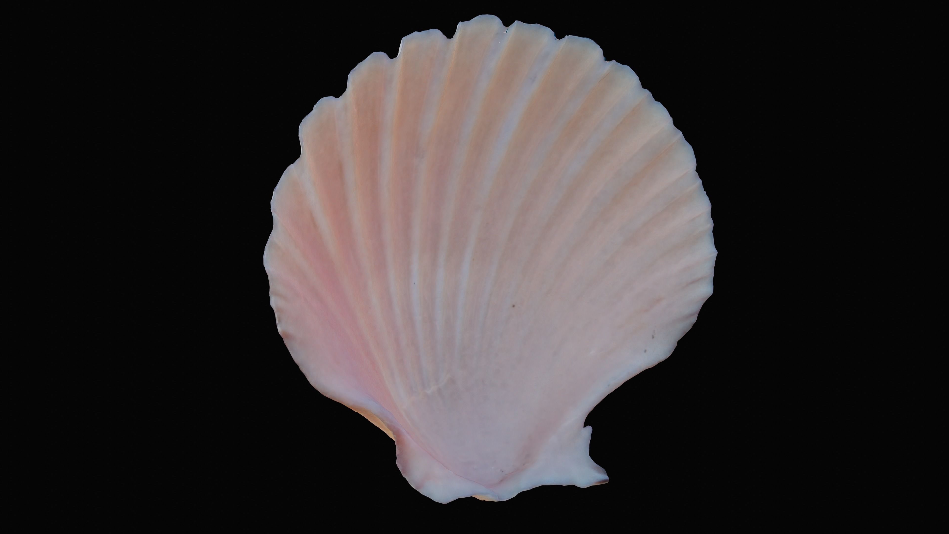 Scallop Sea Shell Low-poly 3D model_6