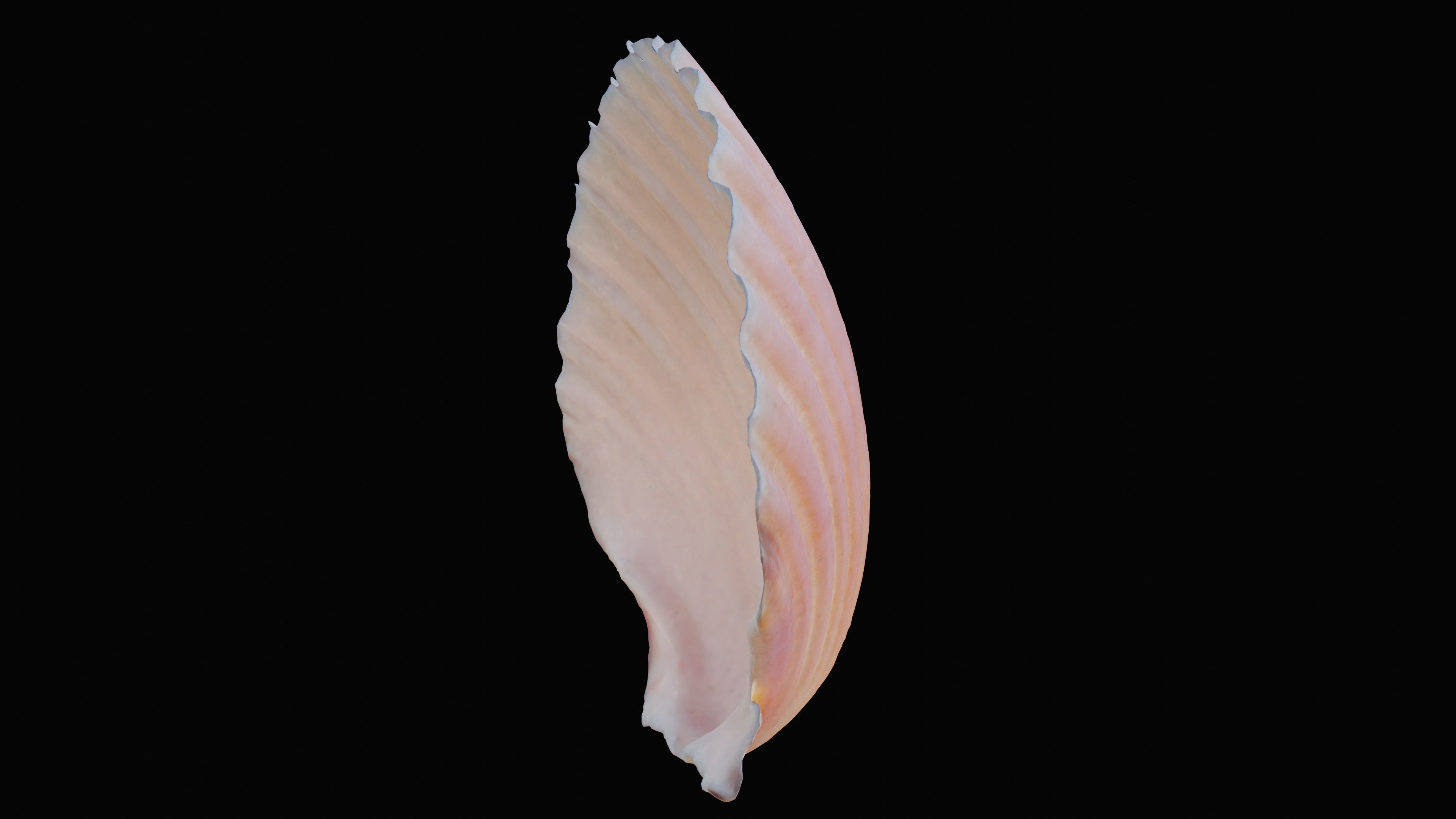 Scallop Sea Shell Low-poly 3D model_3