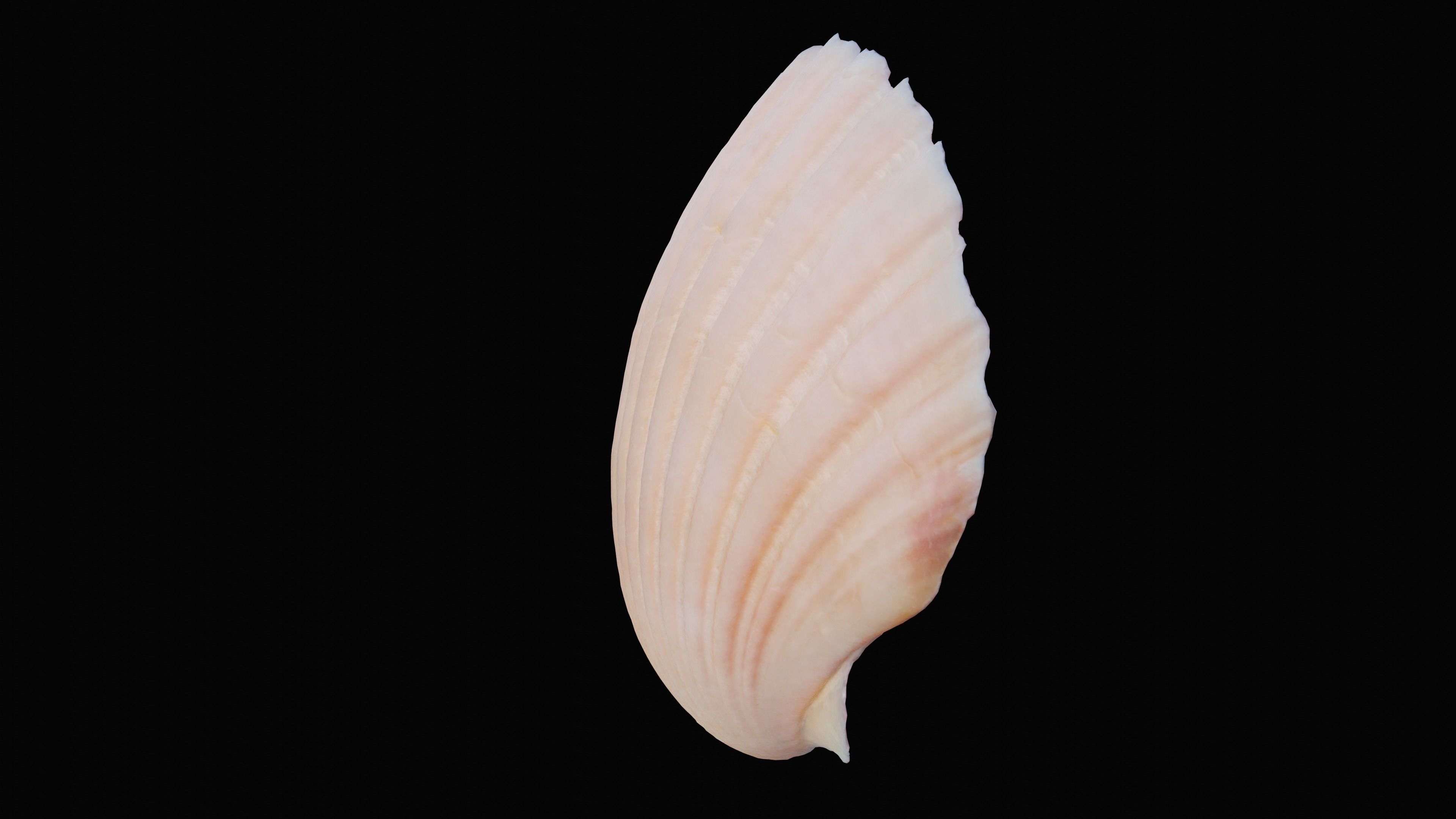 Scallop Sea Shell Low-poly 3D model_8